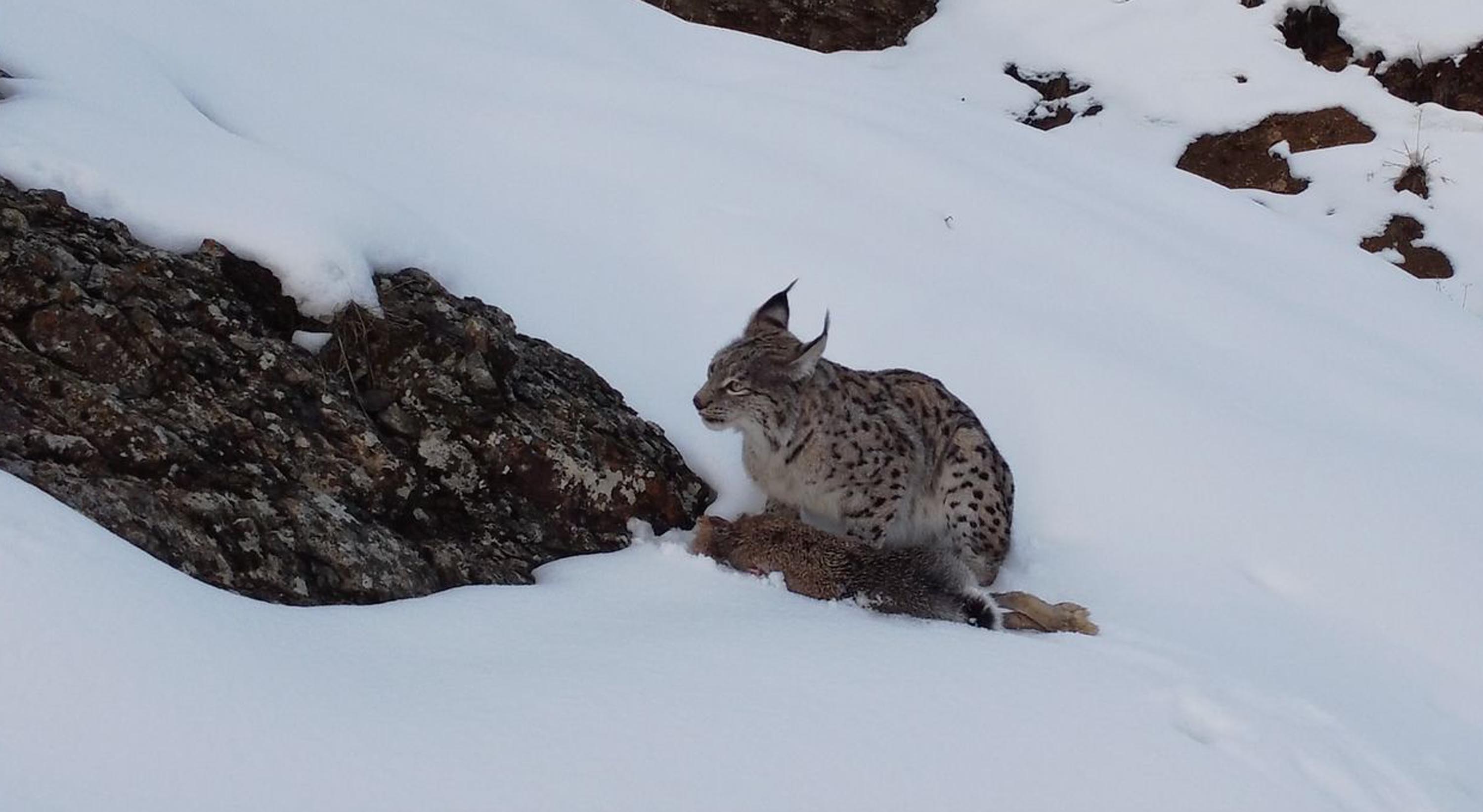 Vaşak, avlanırken görüntülendi - Görsel 3