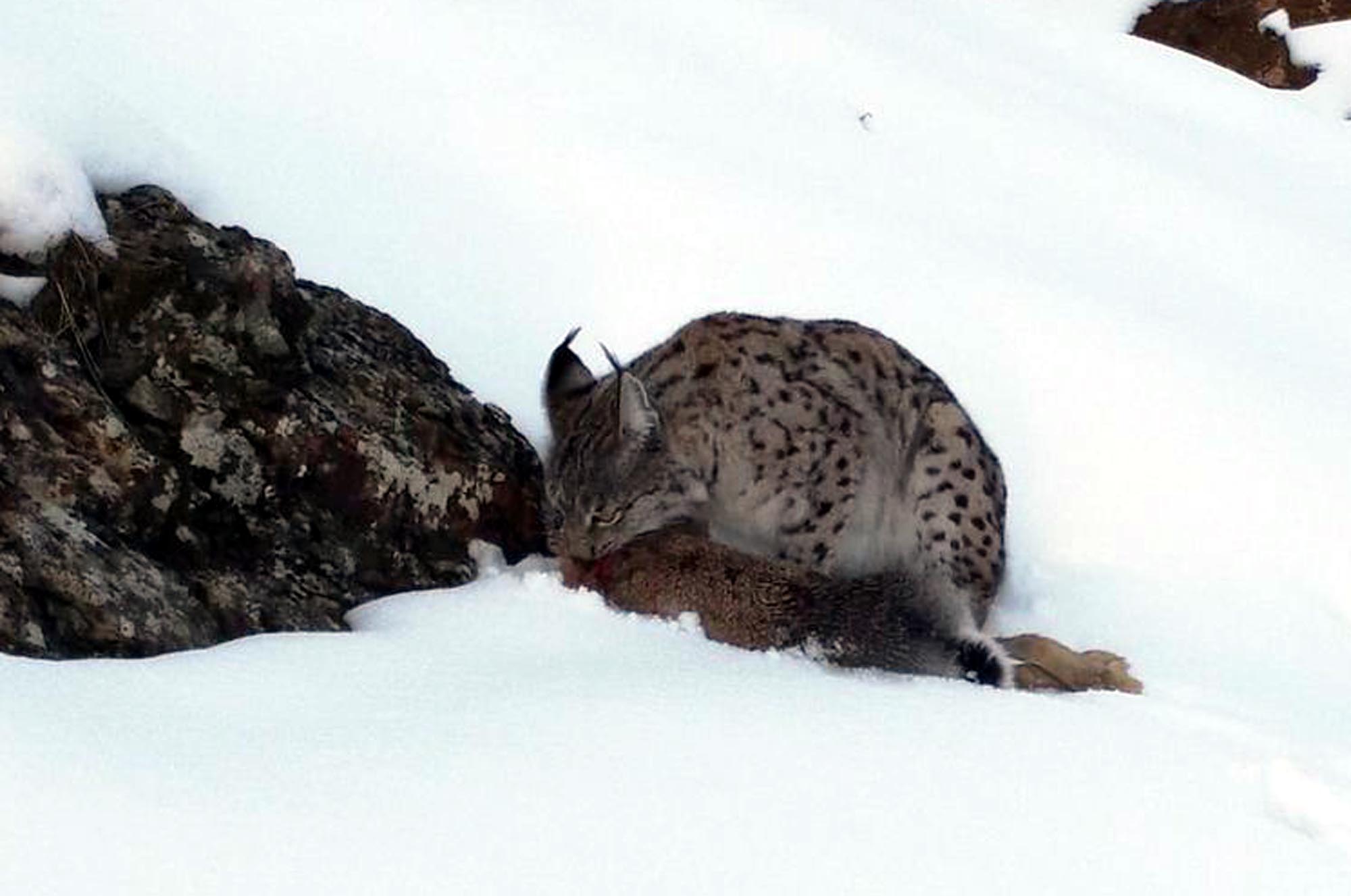 Vaşak, avlanırken görüntülendi - Görsel 4