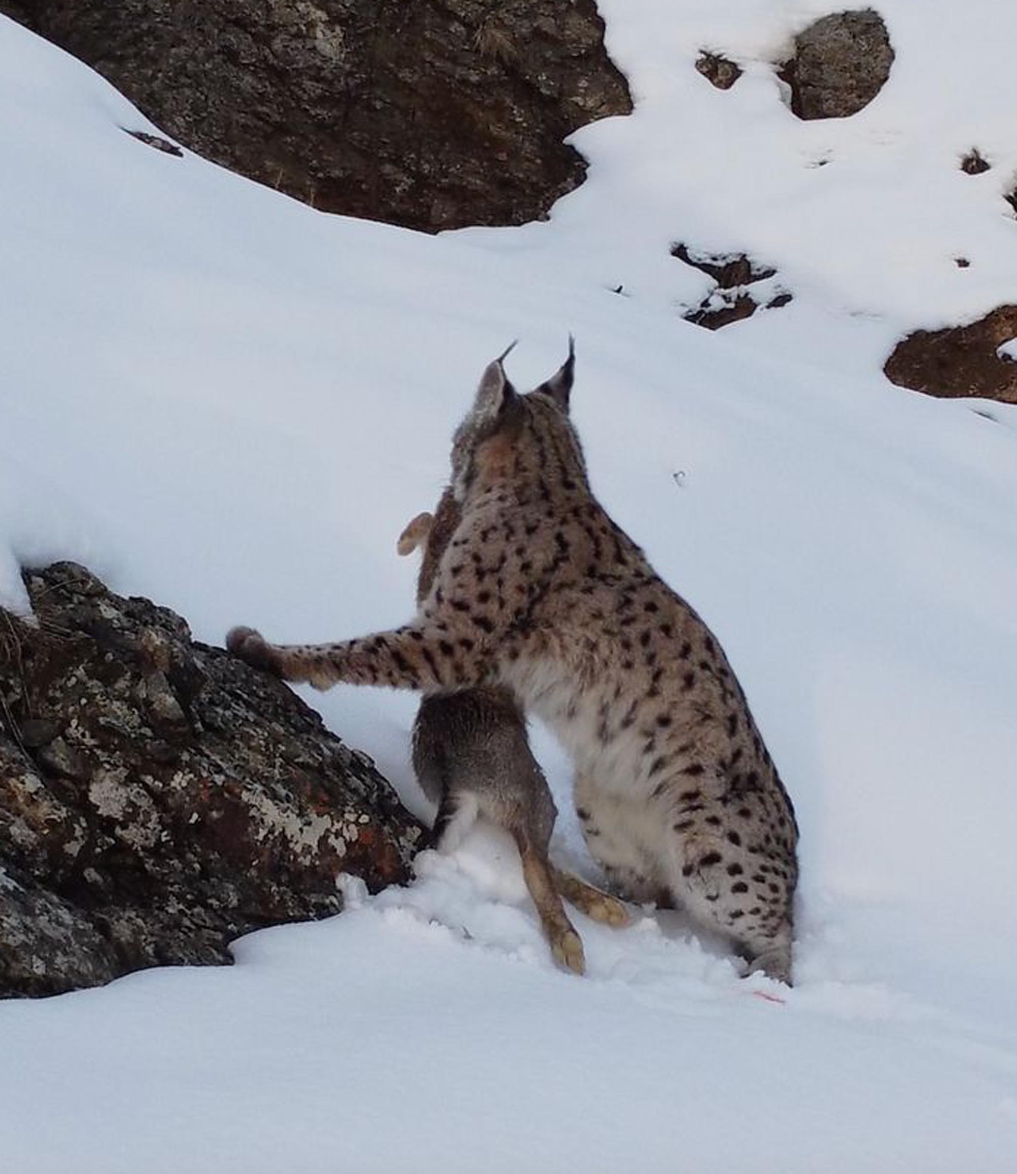 Vaşak, avlanırken görüntülendi - Görsel 5