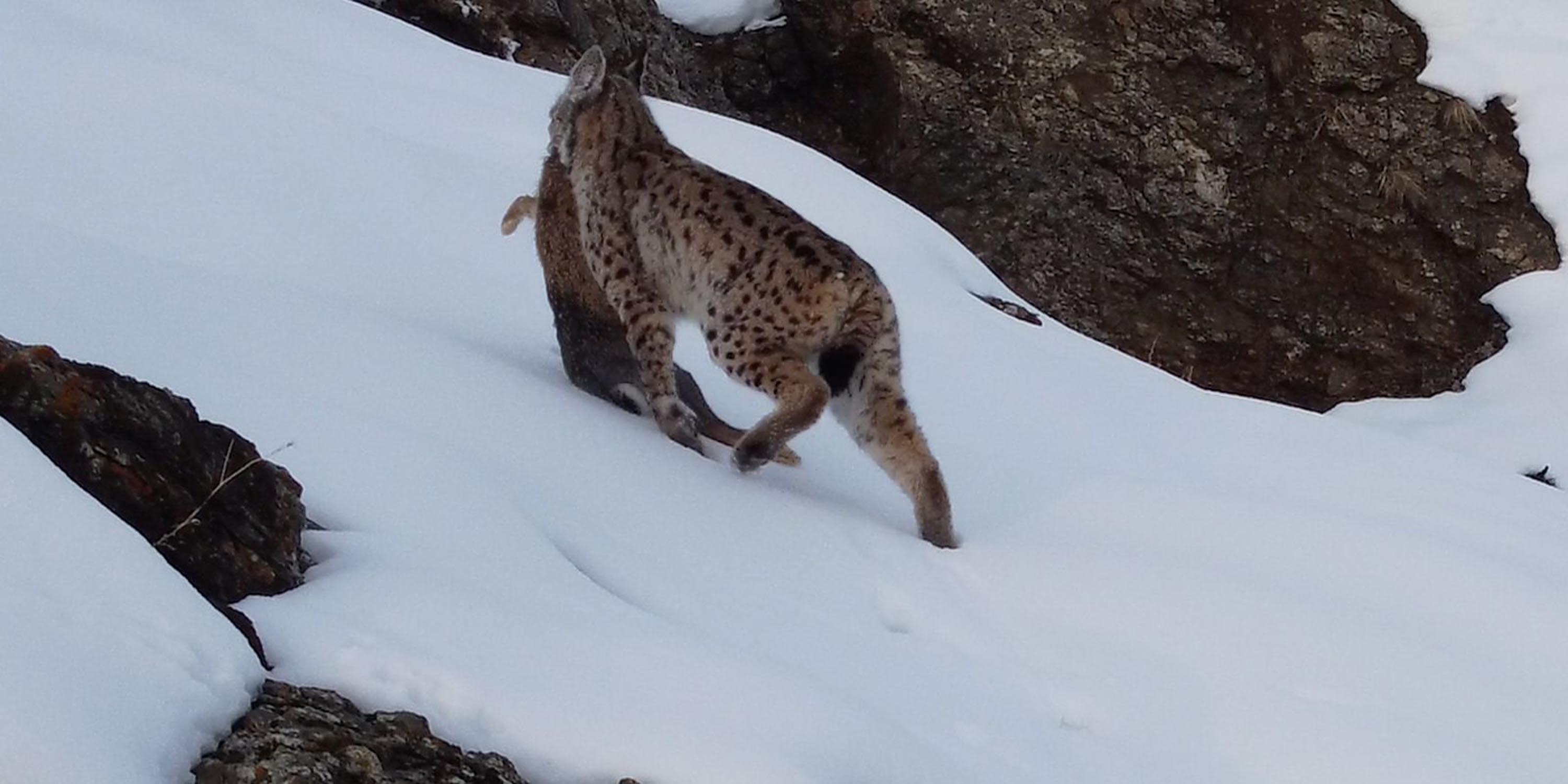 Vaşak, avlanırken görüntülendi - Görsel 6