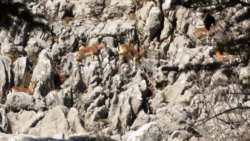 Seydişehir-Antalya Yolunda Unutulmaz Karşılaşma: Yaban Keçileri Büyüledi - Görsel 1
