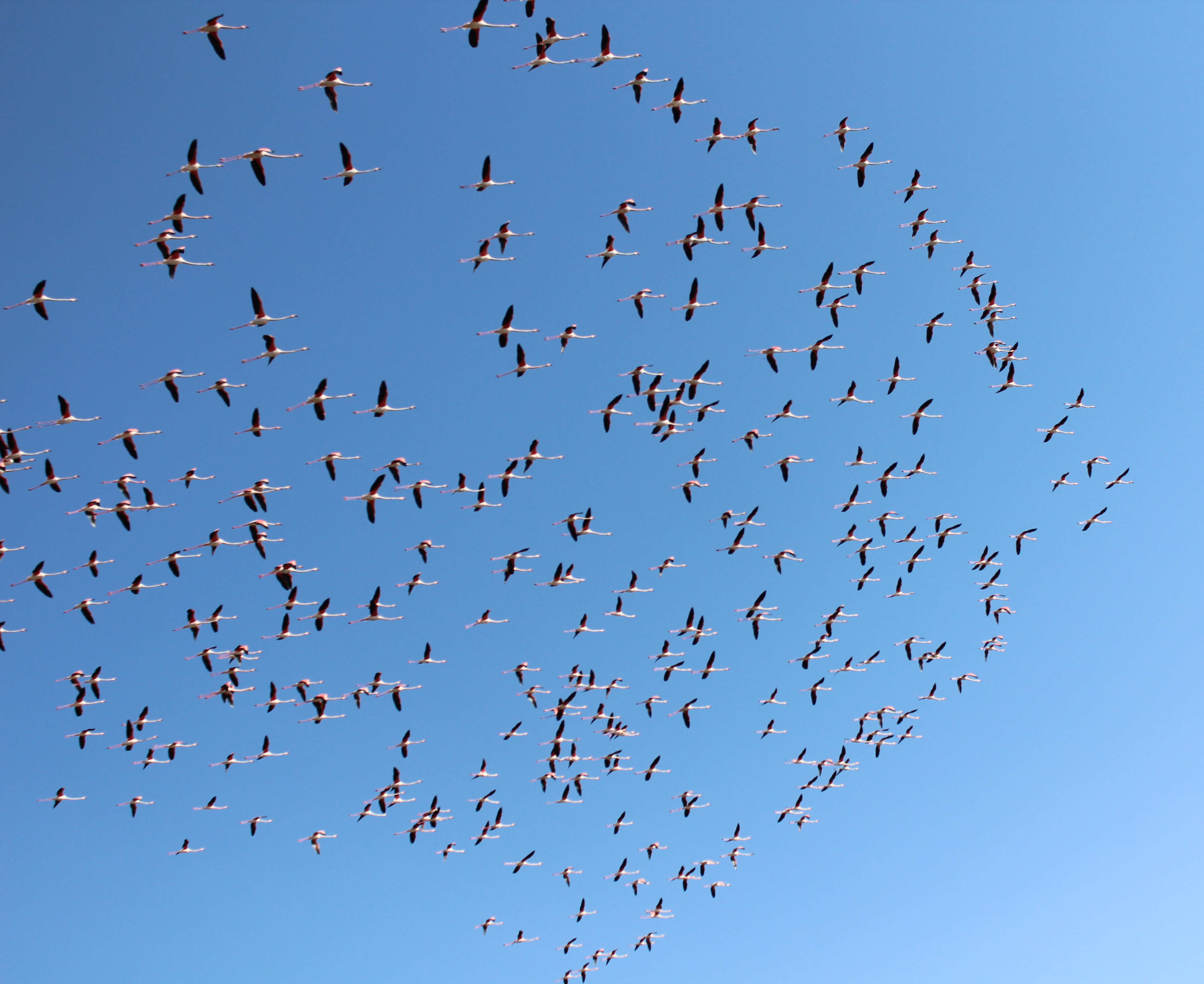 Flamingolar Tuz Gölü'ne gelmeye başladı - Görsel 1