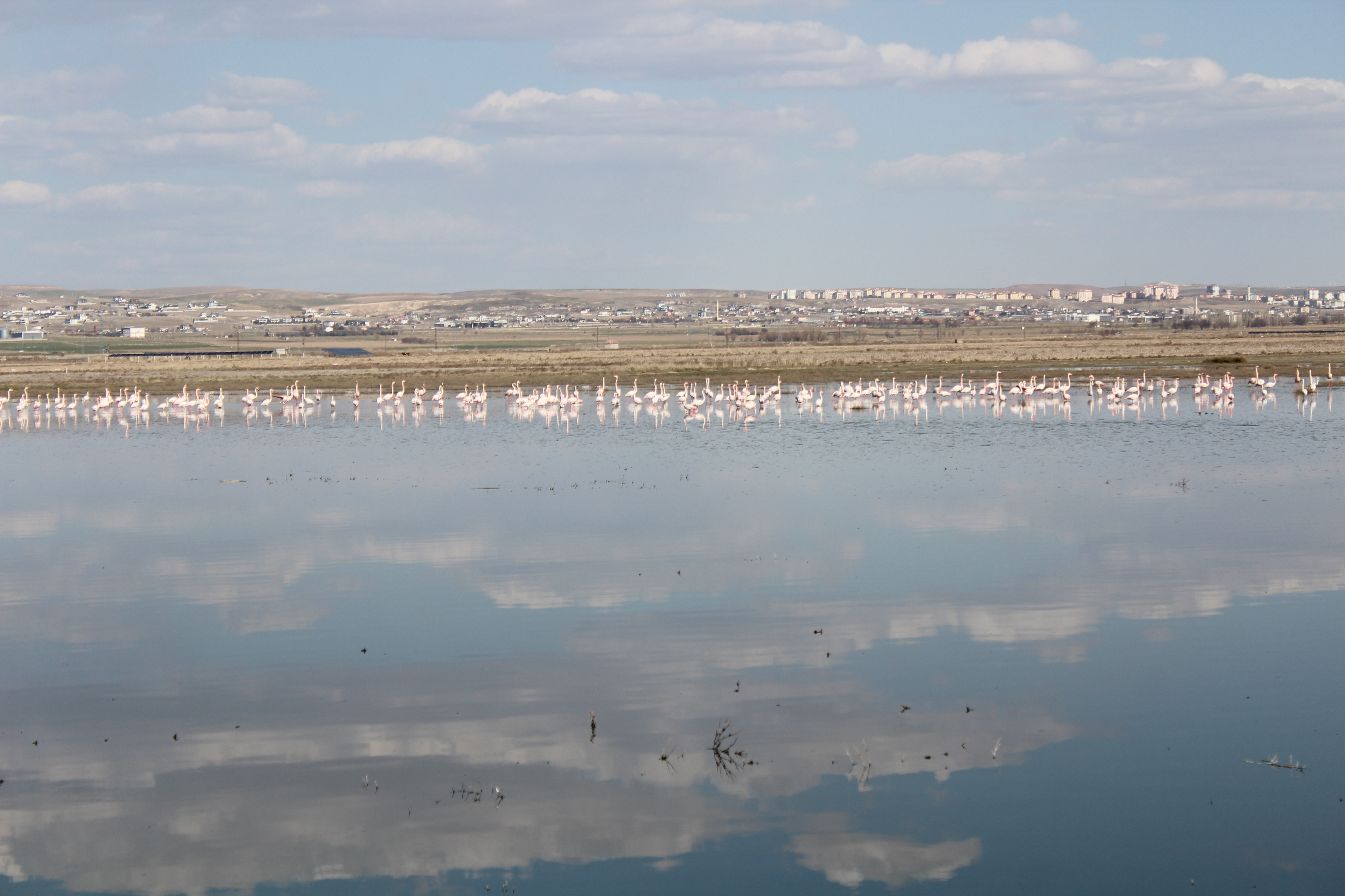 Flamingolar Tuz Gölü'ne gelmeye başladı - Görsel 2