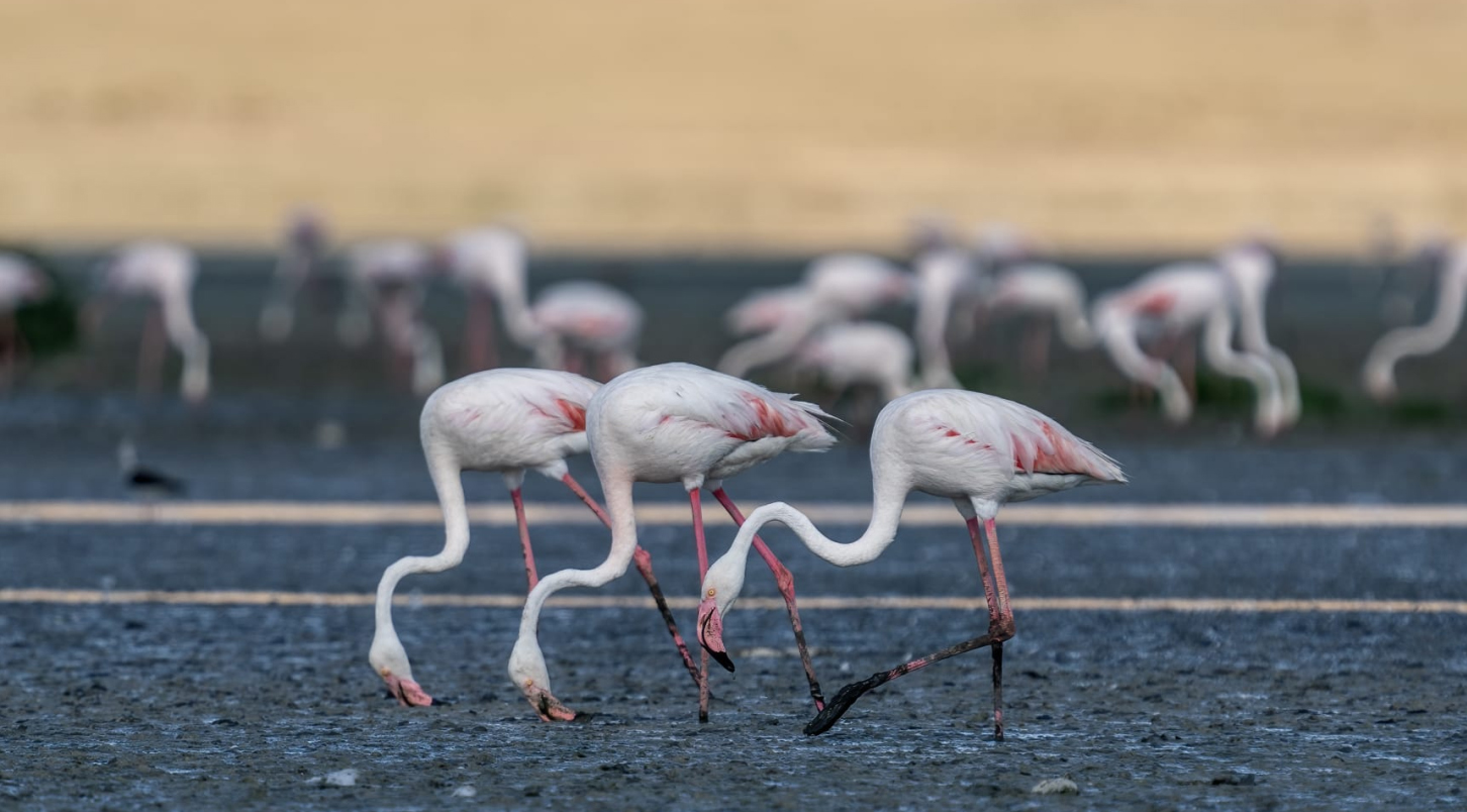 Flamingolar Tuz Gölü'ne gelmeye başladı - Görsel 3