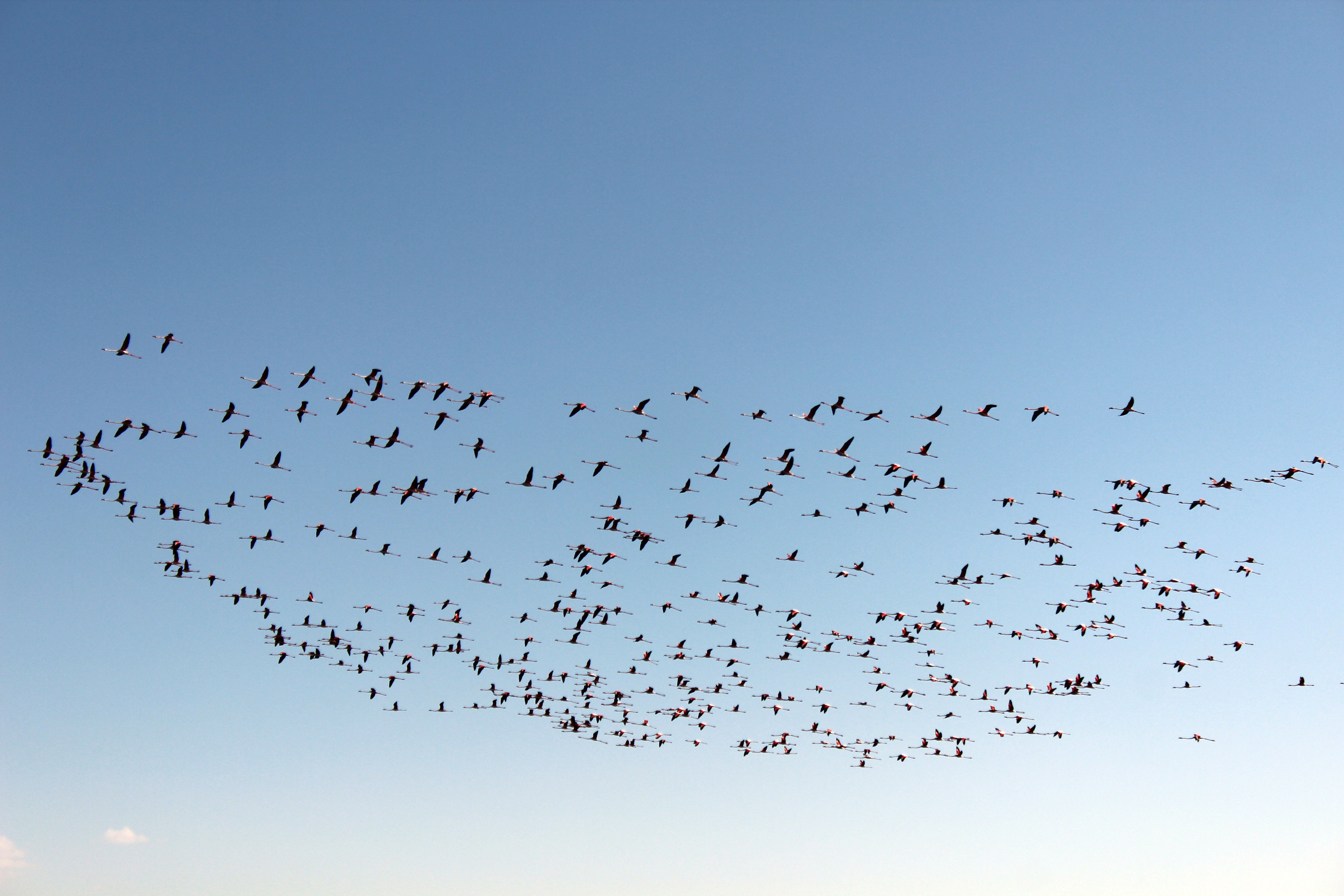 Flamingolar Tuz Gölü'ne gelmeye başladı - Görsel 4
