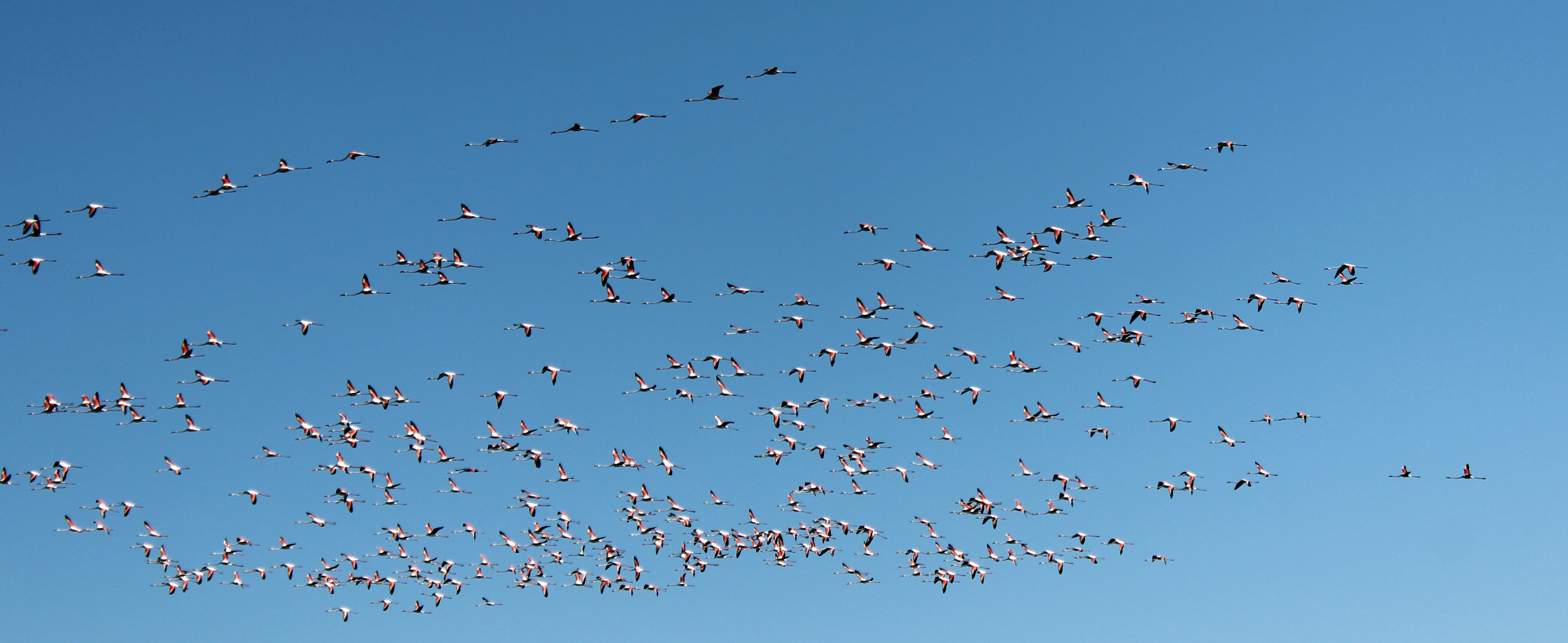 Flamingolar Tuz Gölü'ne gelmeye başladı - Görsel 5