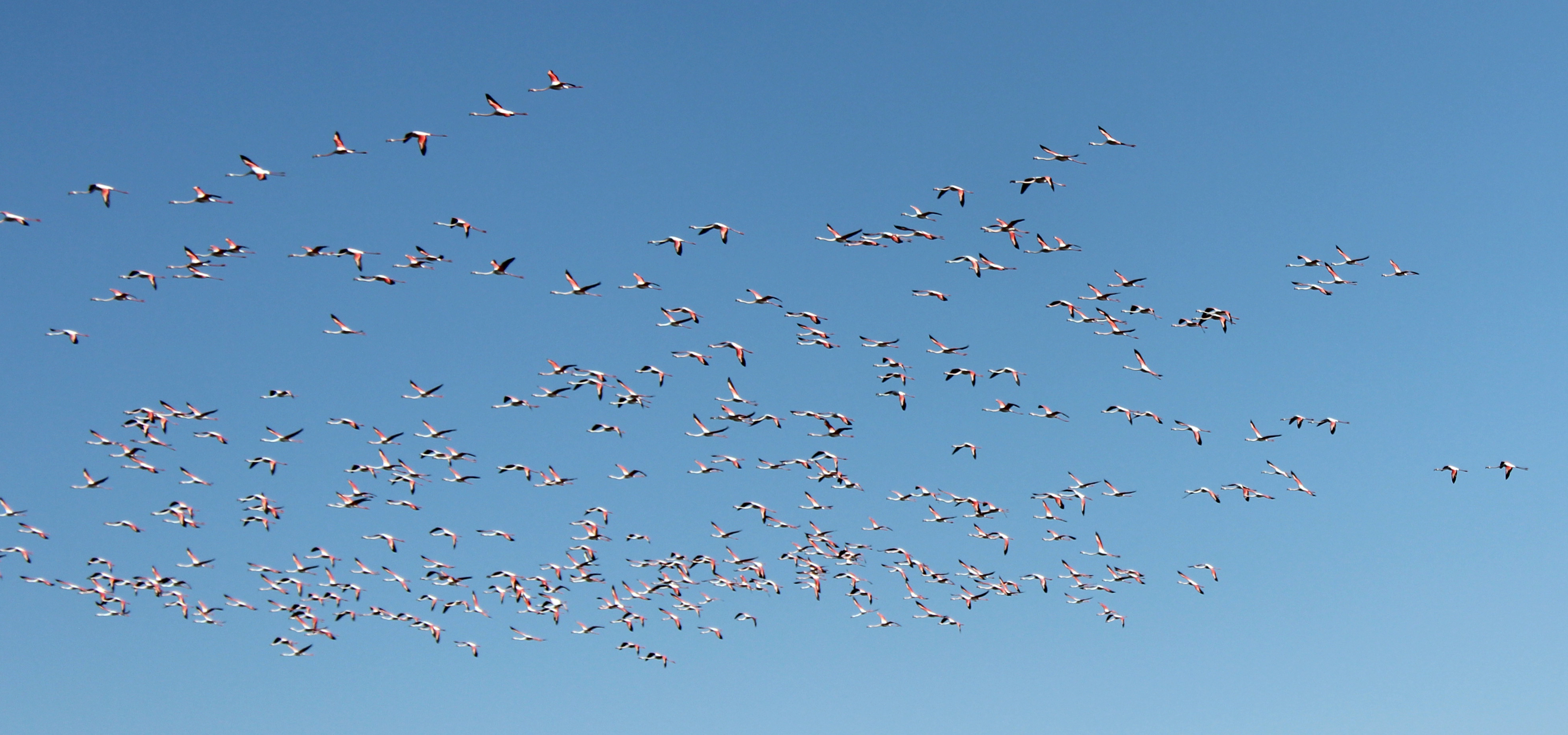 Flamingolar Tuz Gölü'ne gelmeye başladı - Görsel 6