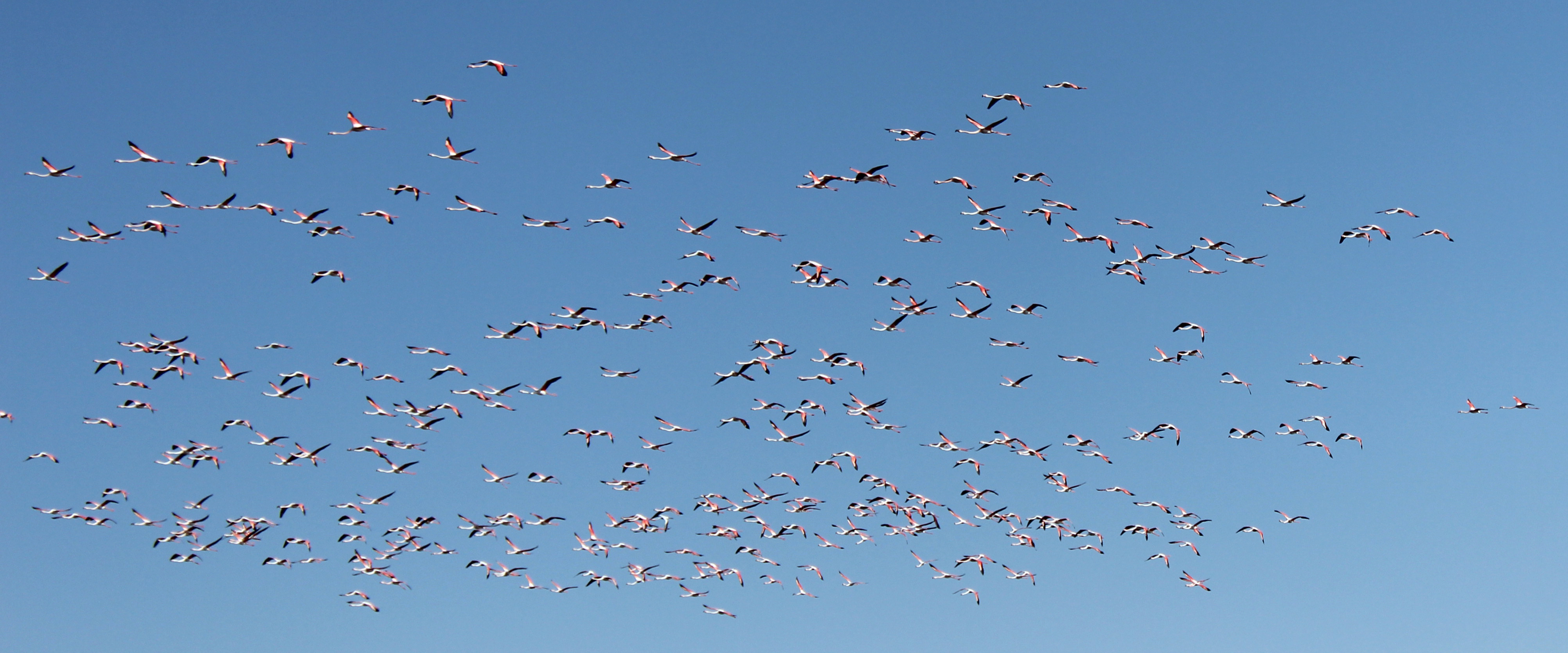 Flamingolar Tuz Gölü'ne gelmeye başladı - Görsel 8