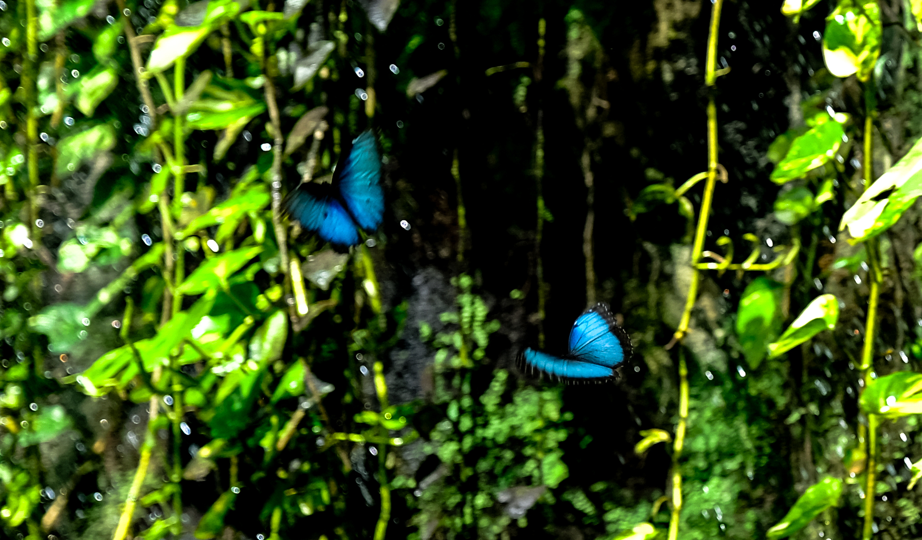 Konya Tropikal Kelebek Bahçesi, 10 bin kelebekle ziyaretçilerini ağırlıyor - Görsel 2