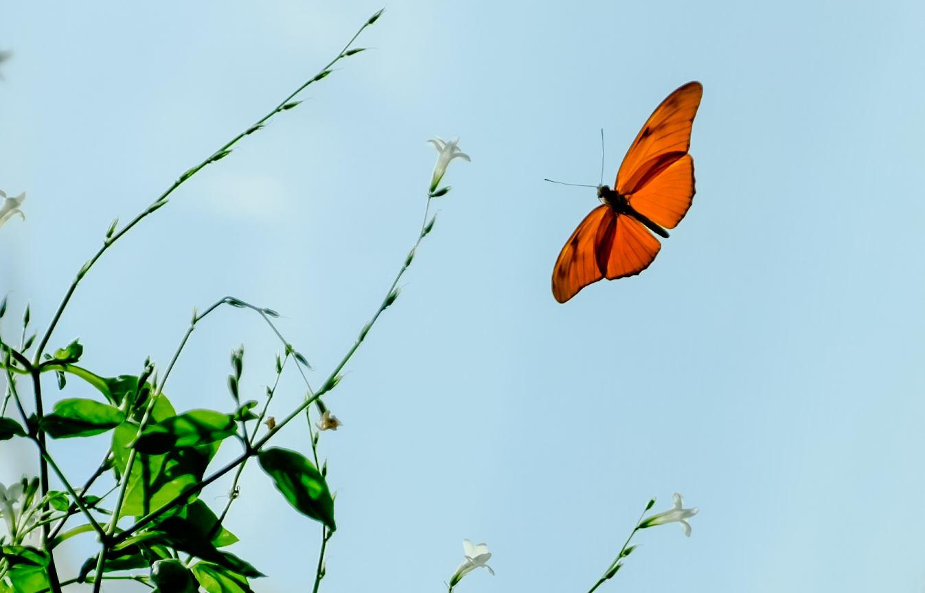 Konya Tropikal Kelebek Bahçesi, 10 bin kelebekle ziyaretçilerini ağırlıyor - Görsel 3