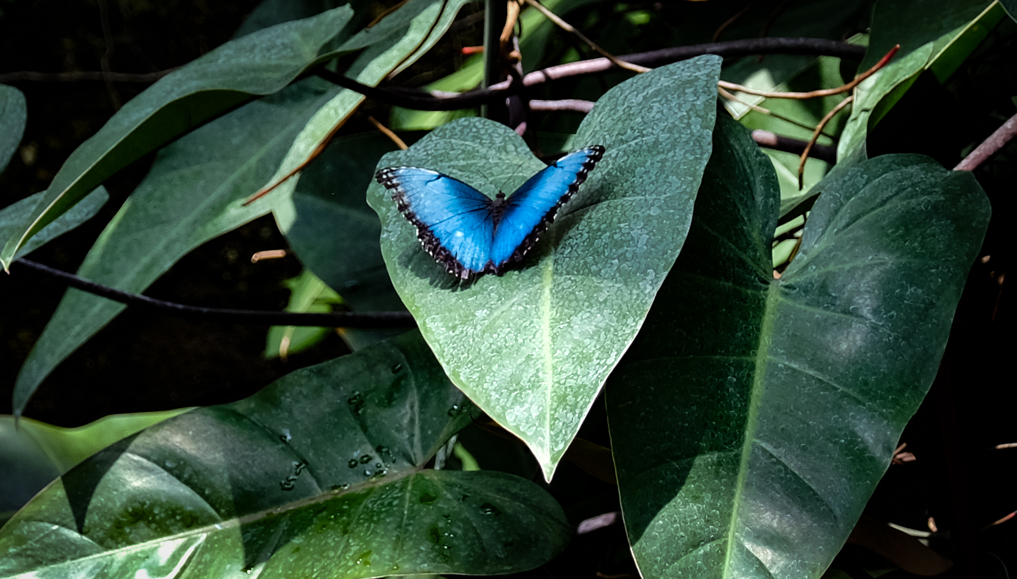 Konya Tropikal Kelebek Bahçesi, 10 bin kelebekle ziyaretçilerini ağırlıyor - Görsel 4