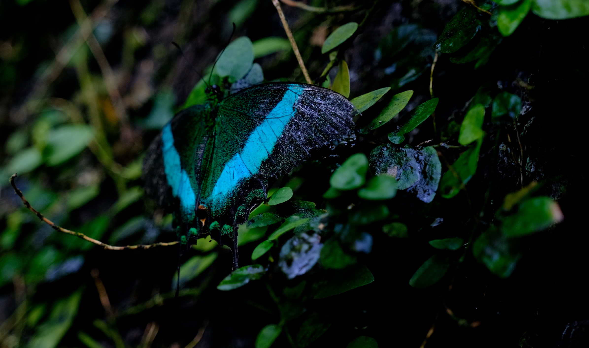 Konya Tropikal Kelebek Bahçesi, 10 bin kelebekle ziyaretçilerini ağırlıyor - Görsel 5