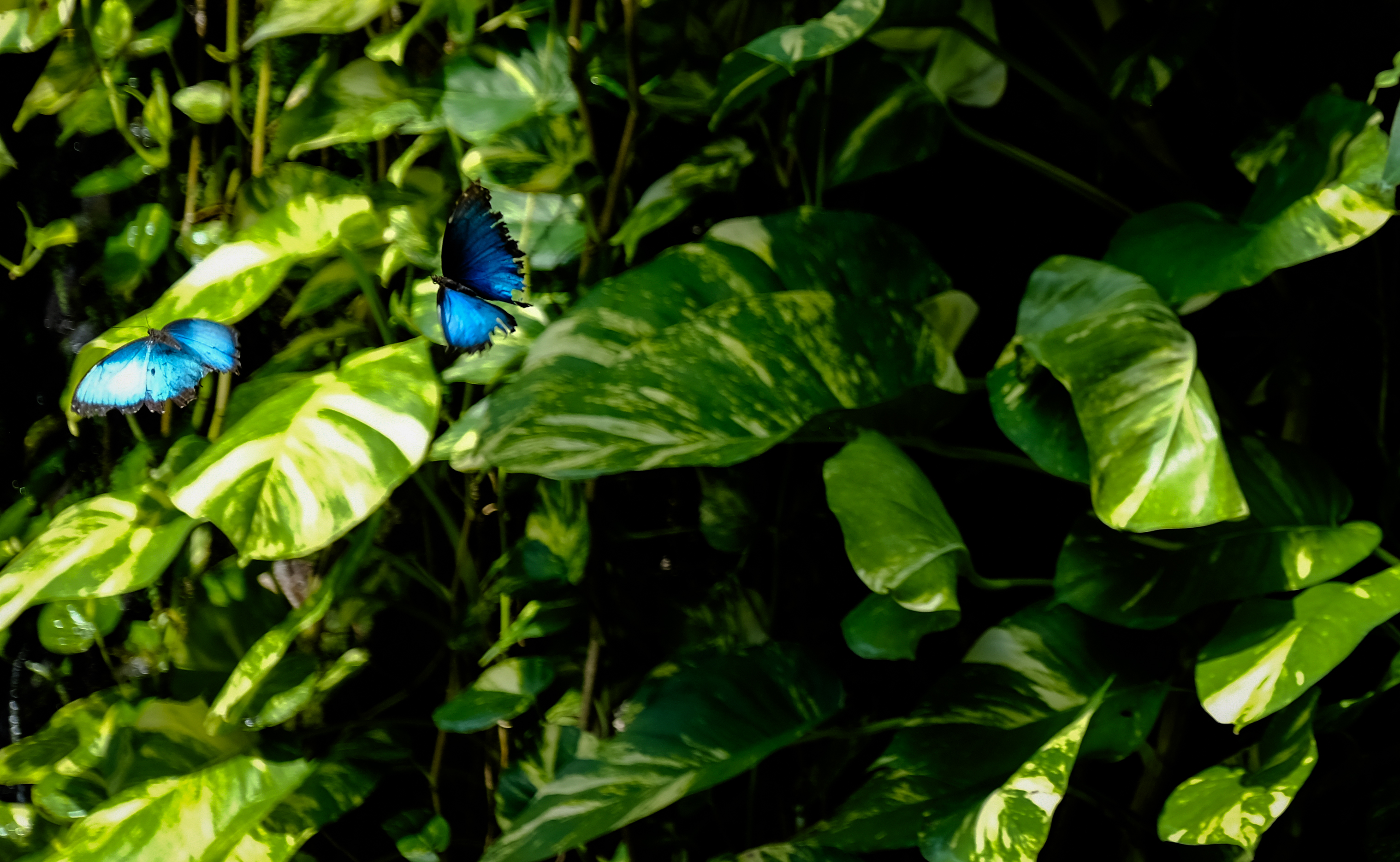 Konya Tropikal Kelebek Bahçesi, 10 bin kelebekle ziyaretçilerini ağırlıyor - Görsel 6