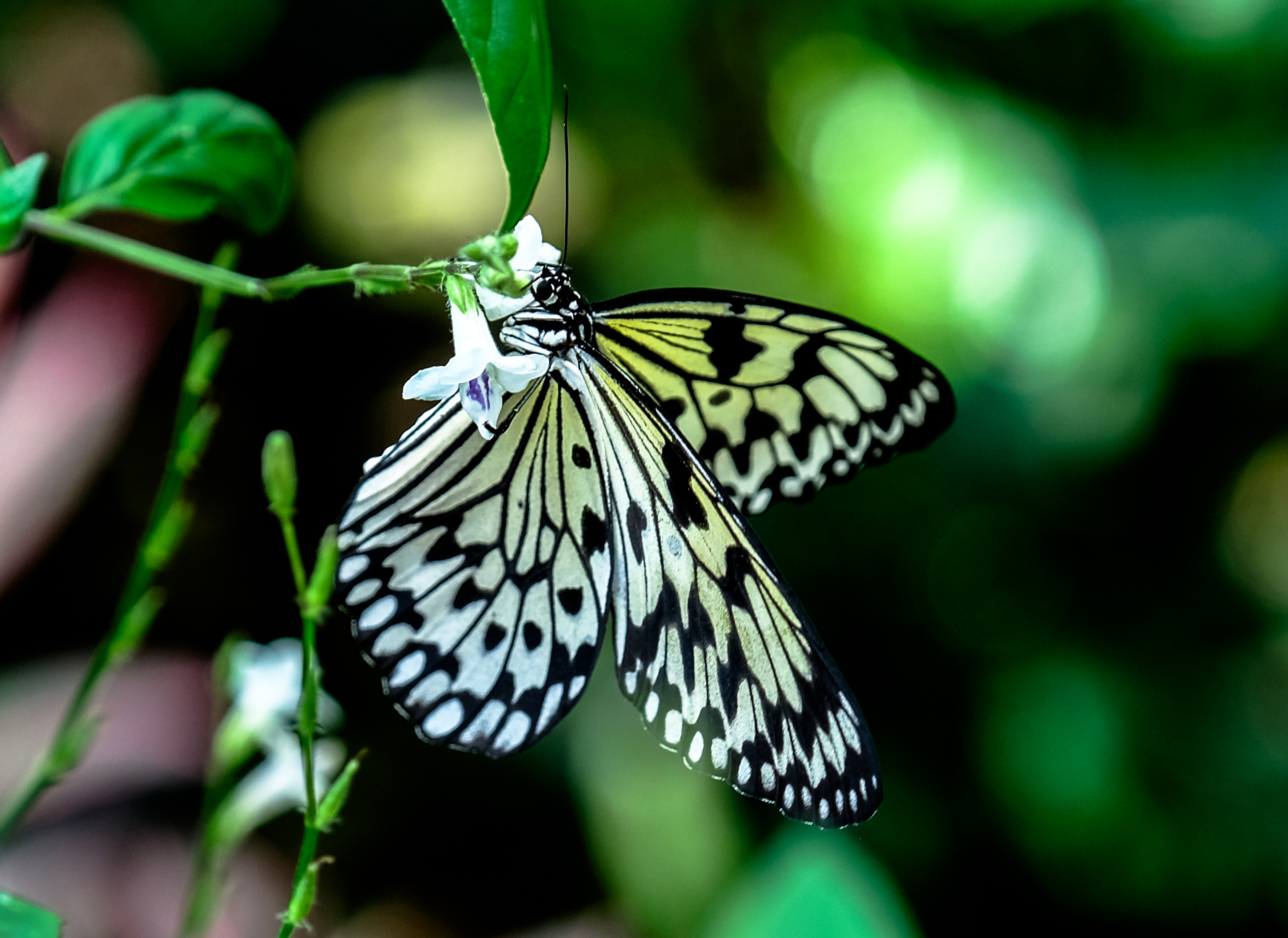 Konya Tropikal Kelebek Bahçesi, 10 bin kelebekle ziyaretçilerini ağırlıyor - Görsel 7