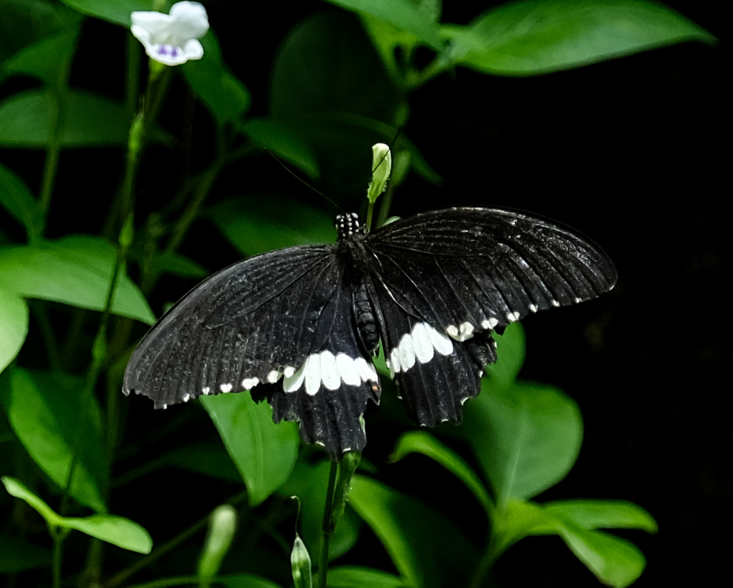 Konya Tropikal Kelebek Bahçesi, 10 bin kelebekle ziyaretçilerini ağırlıyor - Görsel 8