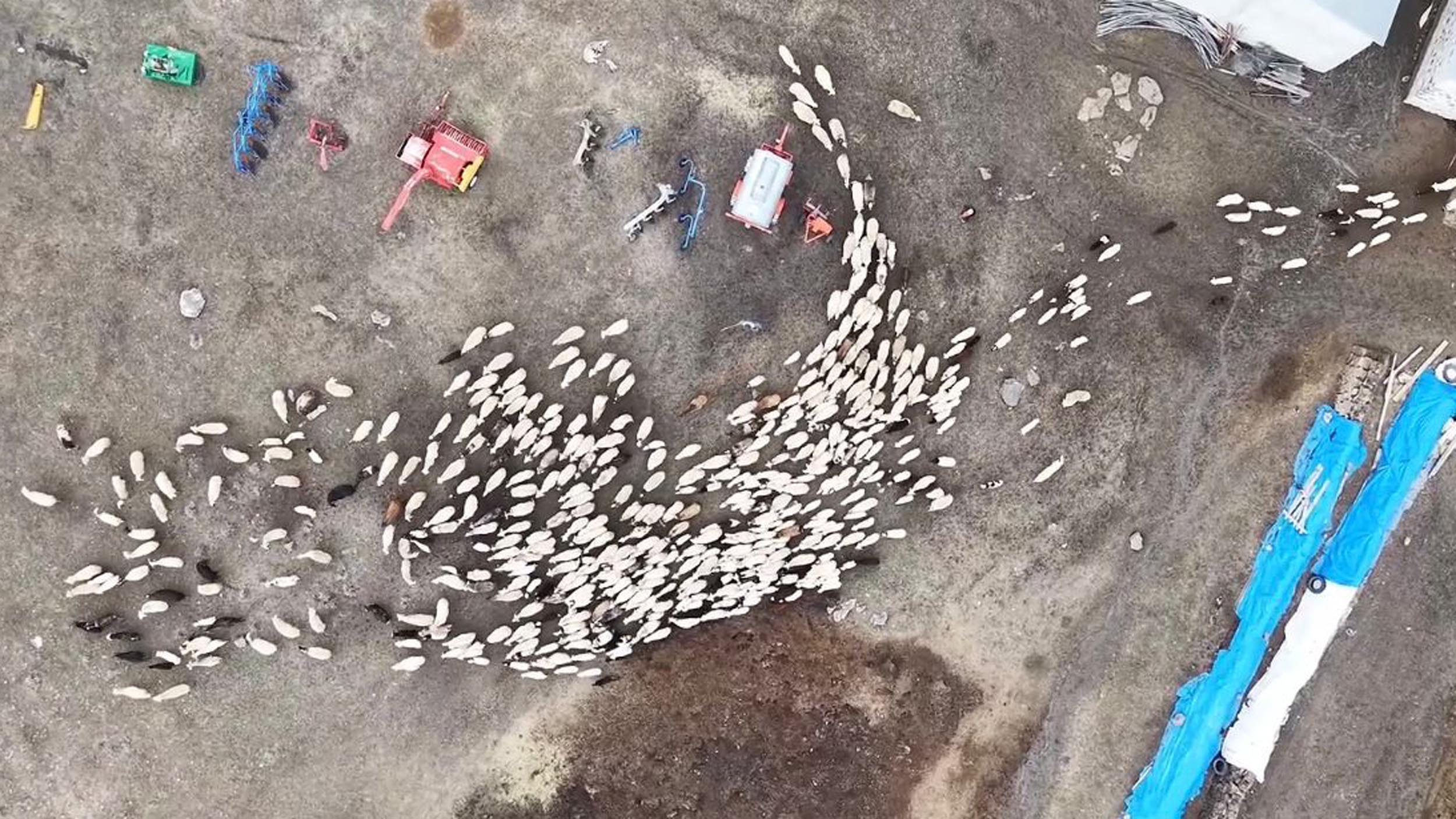 Kuzular anneleri ile buluştu, o anlar dron kamerasıyla görüntülendi - Görsel 3