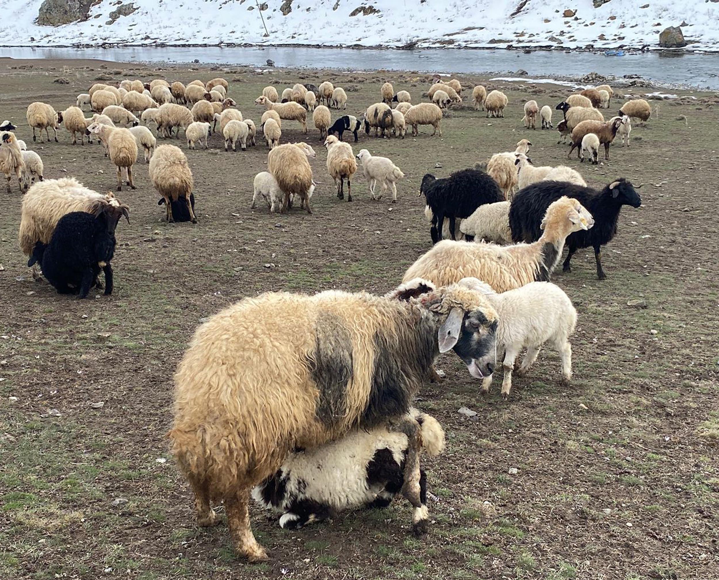 Kuzular anneleri ile buluştu, o anlar dron kamerasıyla görüntülendi - Görsel 4