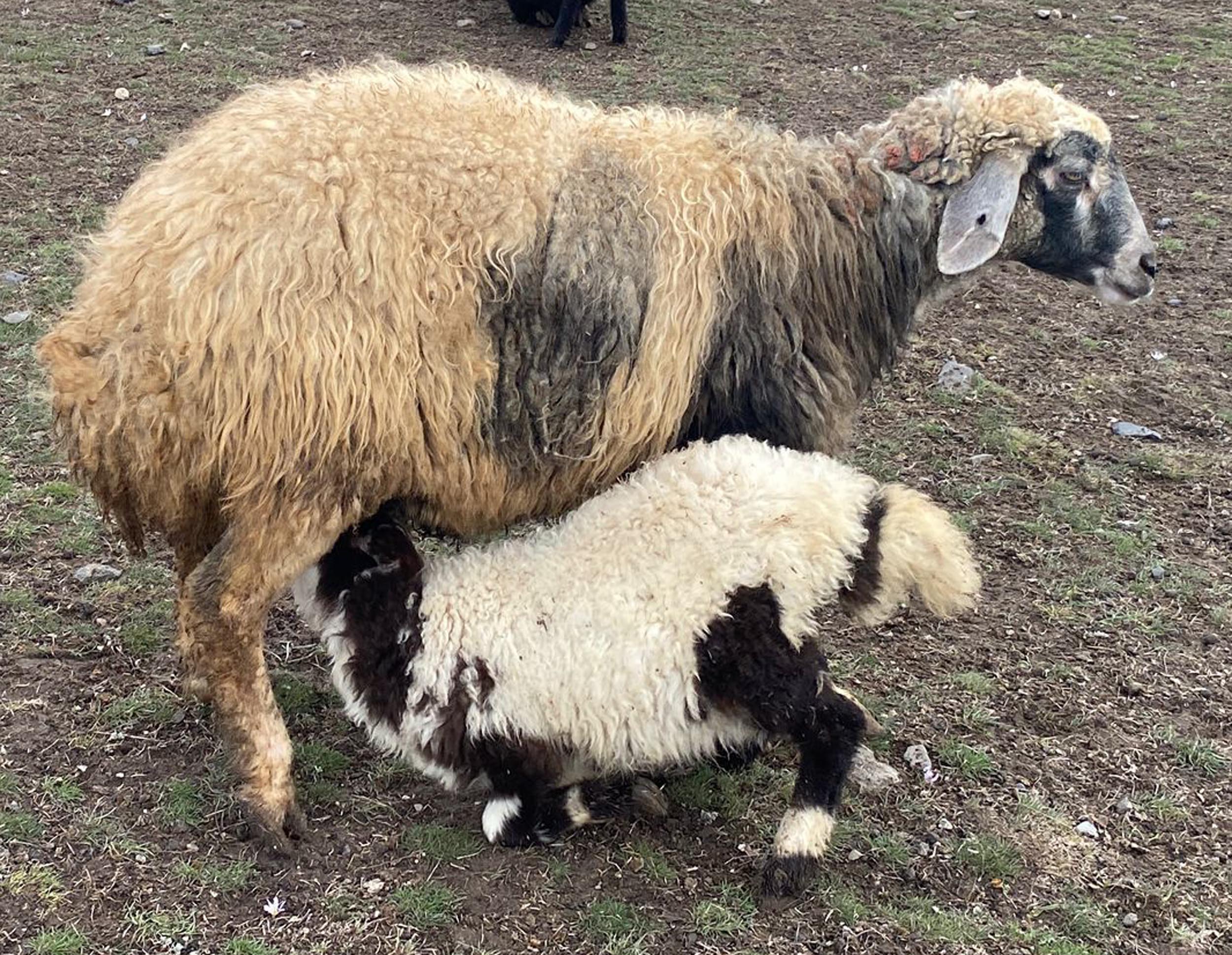Kuzular anneleri ile buluştu, o anlar dron kamerasıyla görüntülendi - Görsel 5