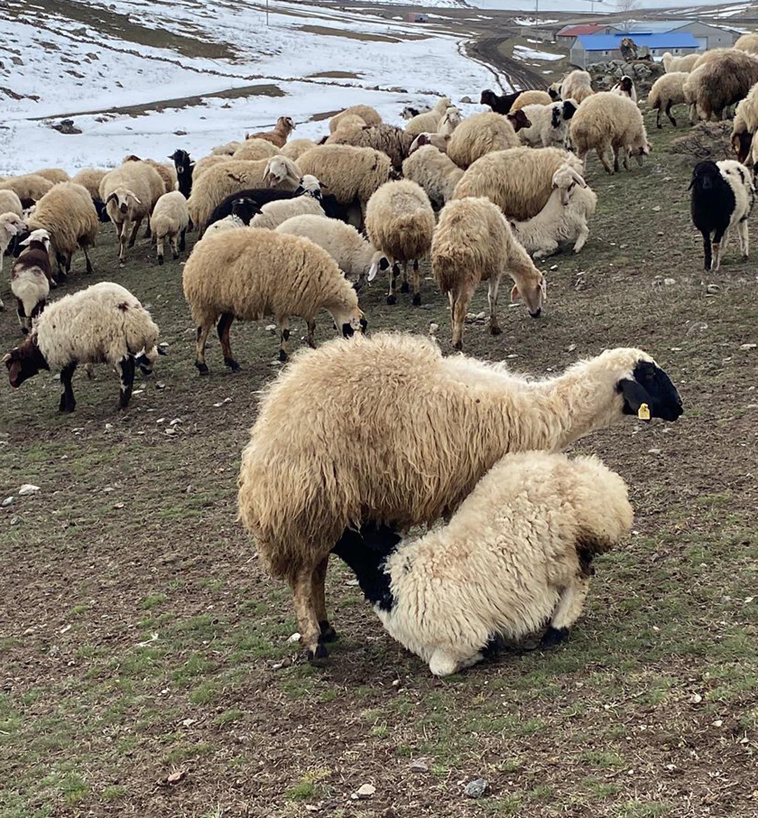 Kuzular anneleri ile buluştu, o anlar dron kamerasıyla görüntülendi - Görsel 6