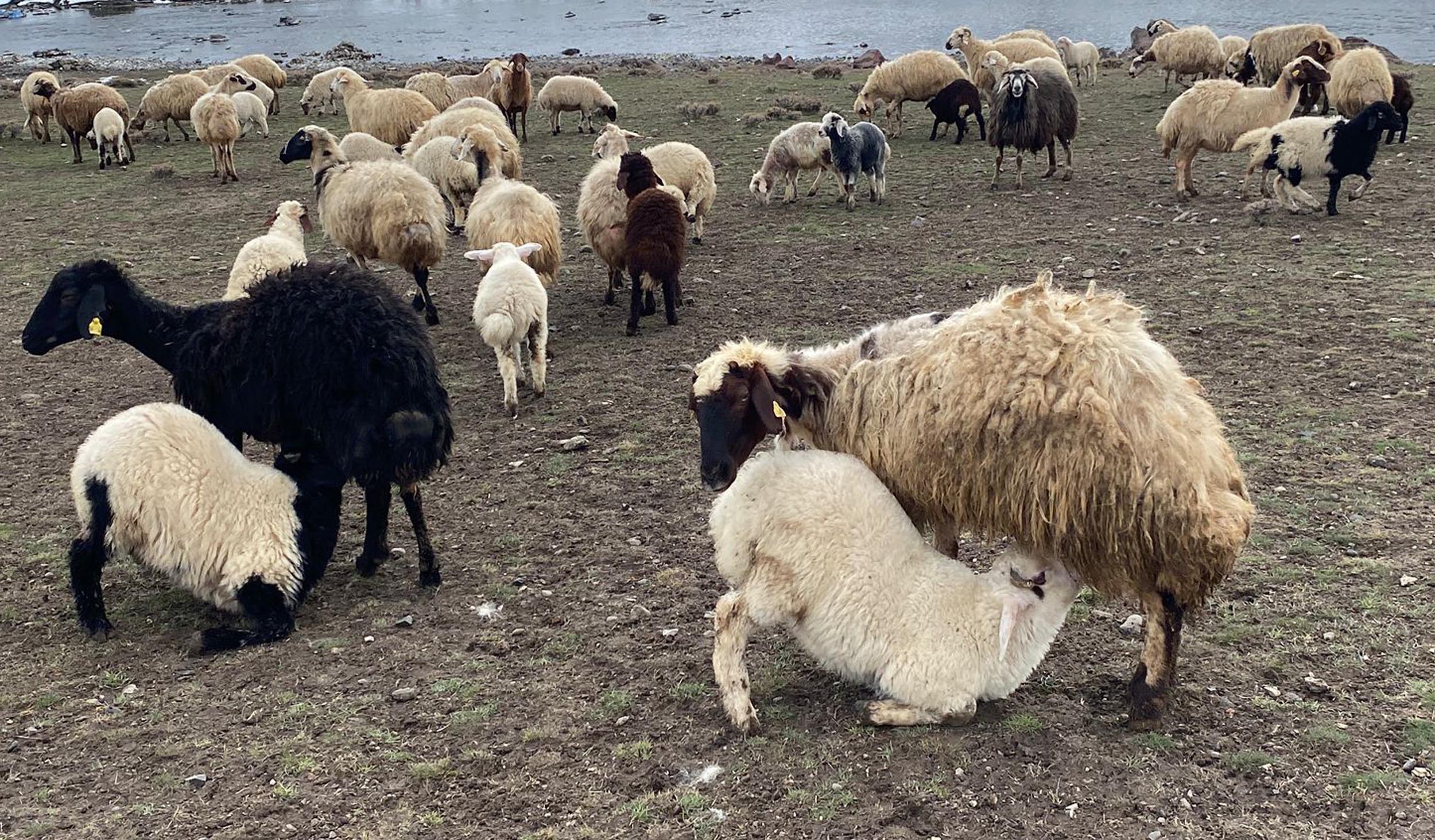 Kuzular anneleri ile buluştu, o anlar dron kamerasıyla görüntülendi - Görsel 7