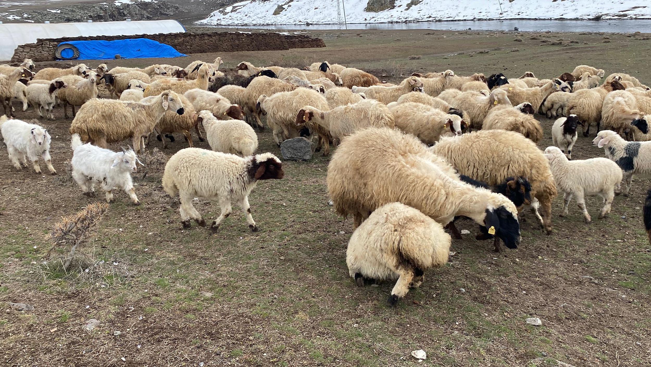 Kuzular anneleri ile buluştu, o anlar dron kamerasıyla görüntülendi - Görsel 8