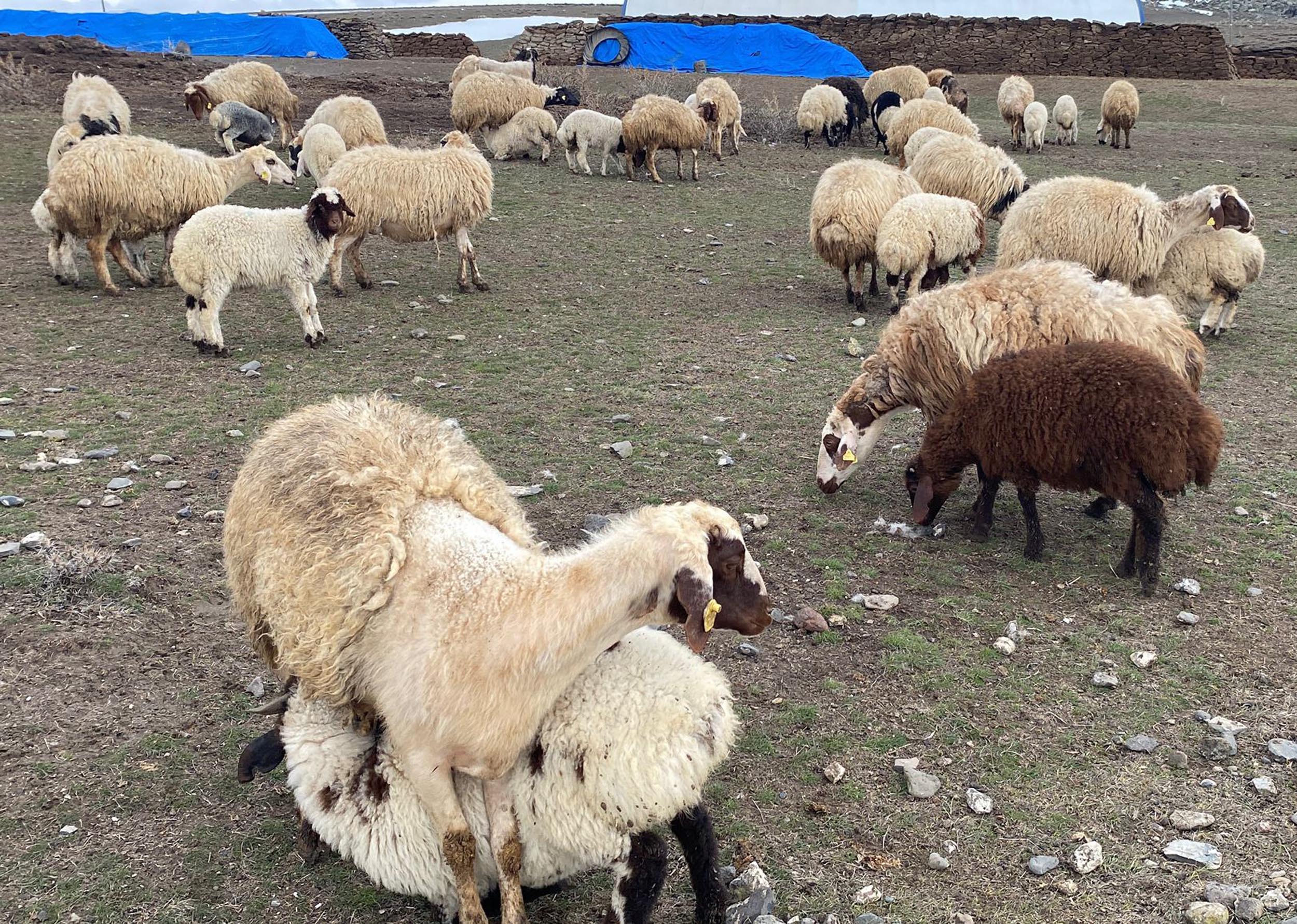 Kuzular anneleri ile buluştu, o anlar dron kamerasıyla görüntülendi - Görsel 9