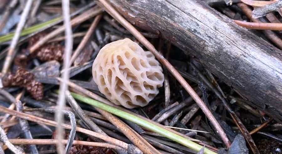 Seydişehir Taraşçı’da Bereketli Başlangıç: 2026 Yılının İlk Kuzu Göbeği Mantarları Göründü! - Görsel 1