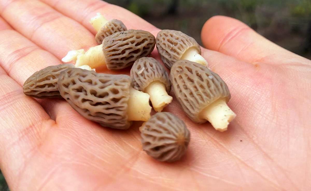 Seydişehir Taraşçı’da Bereketli Başlangıç: 2026 Yılının İlk Kuzu Göbeği Mantarları Göründü! - Görsel 2