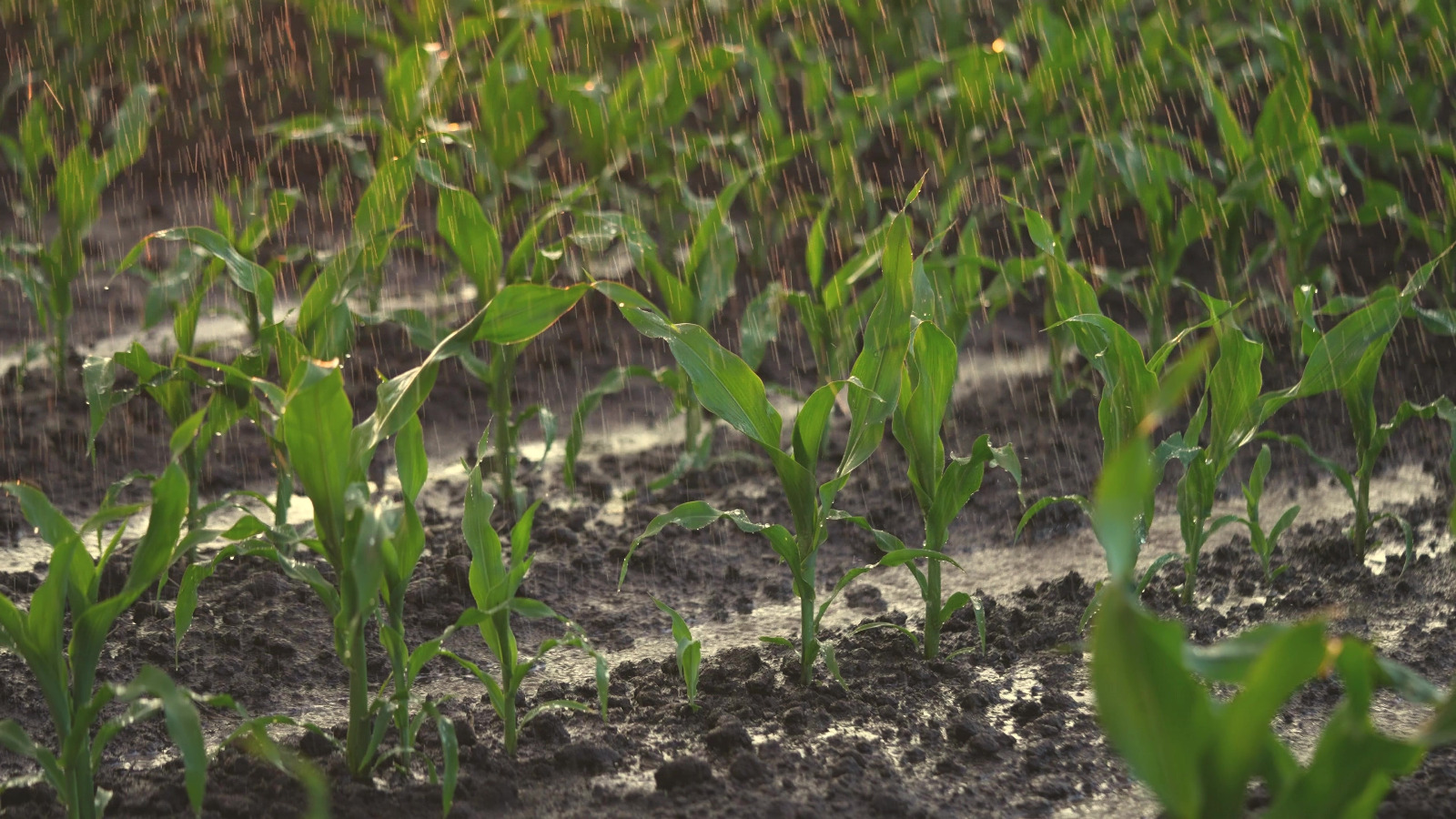 Erkoyuncu, Konya Ovası’nın aldığı yağışı değerlendirdi - Görsel 2