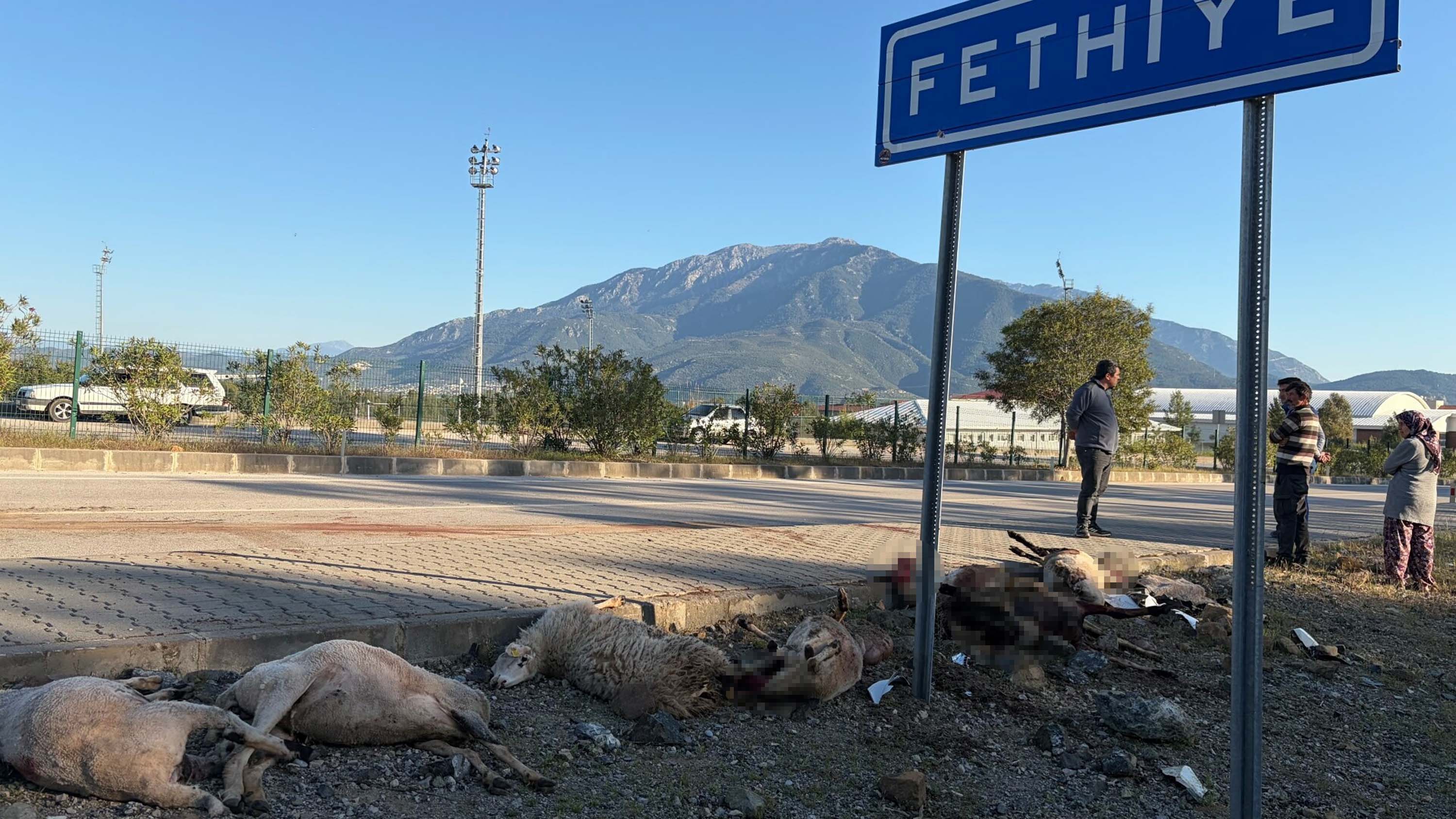 Motosiklet koyun sürücünün arasına daldı; sürücü yaralandı, 8 koyun öldü - Görsel 1