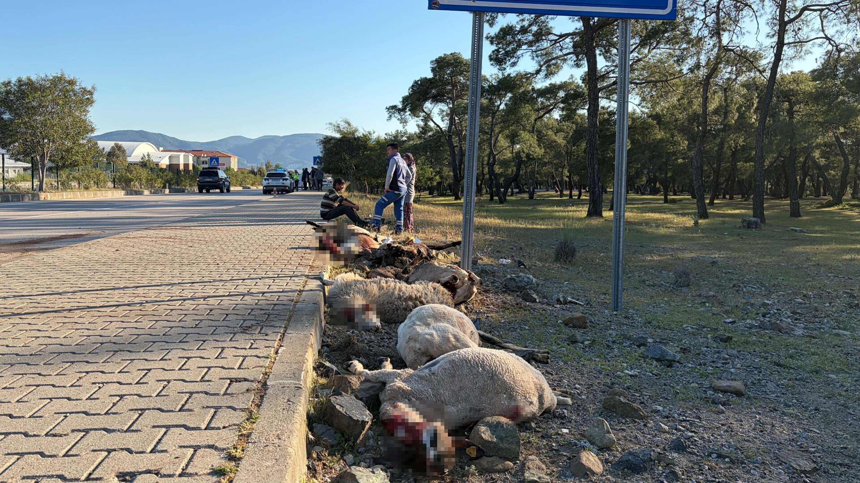 Motosiklet koyun sürücünün arasına daldı; sürücü yaralandı, 8 koyun öldü - Görsel 2