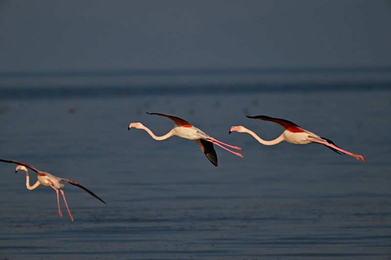 Van'da jandarma, flamingolar için 7/24 denetimde - Görsel 5