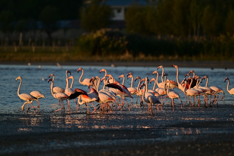Van'da jandarma, flamingolar için 7/24 denetimde - Görsel 7