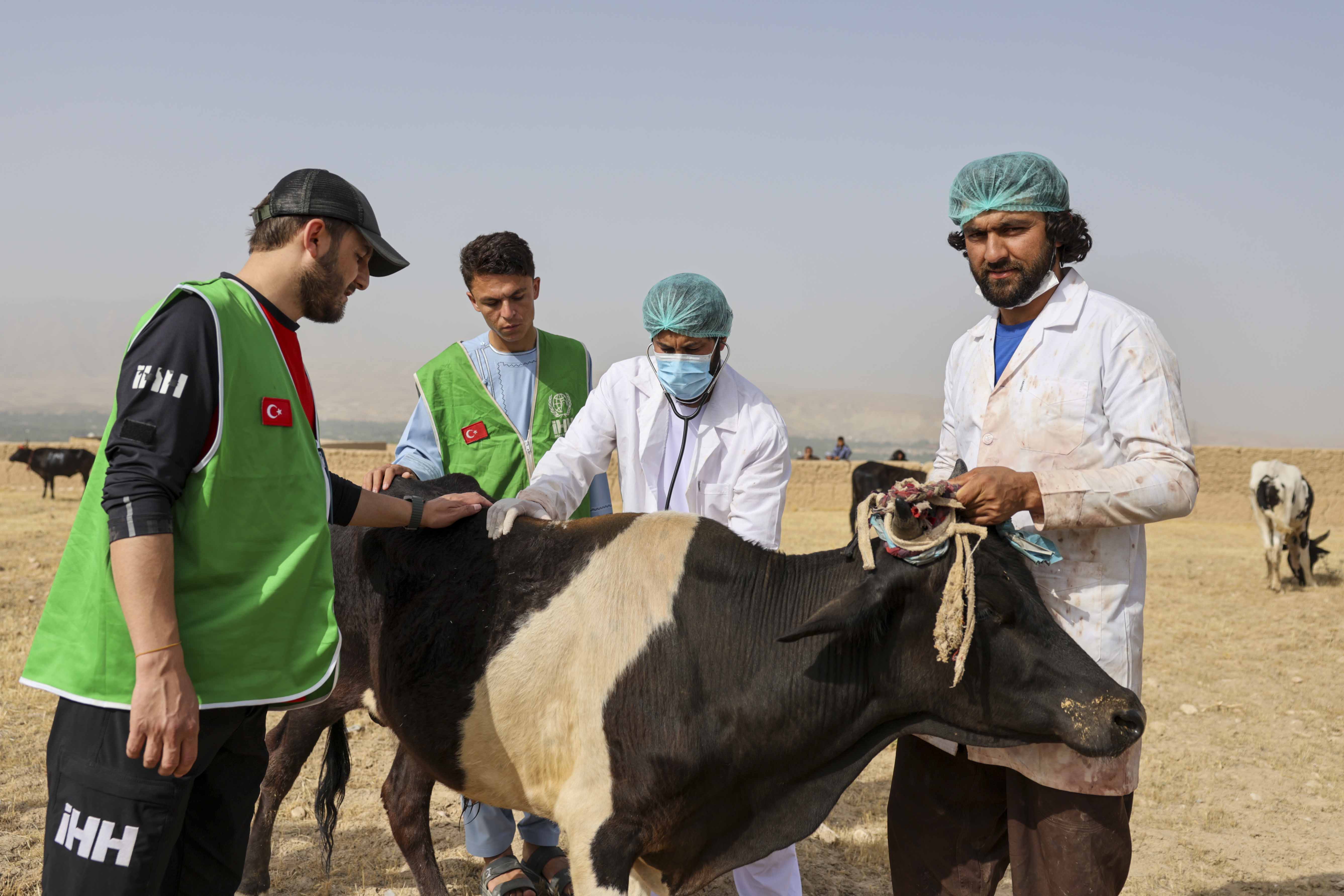 İHH, bu yıl 61 ülkede 3,5 milyon kişiye kurban ulaştırmayı hedefliyor - Görsel 4