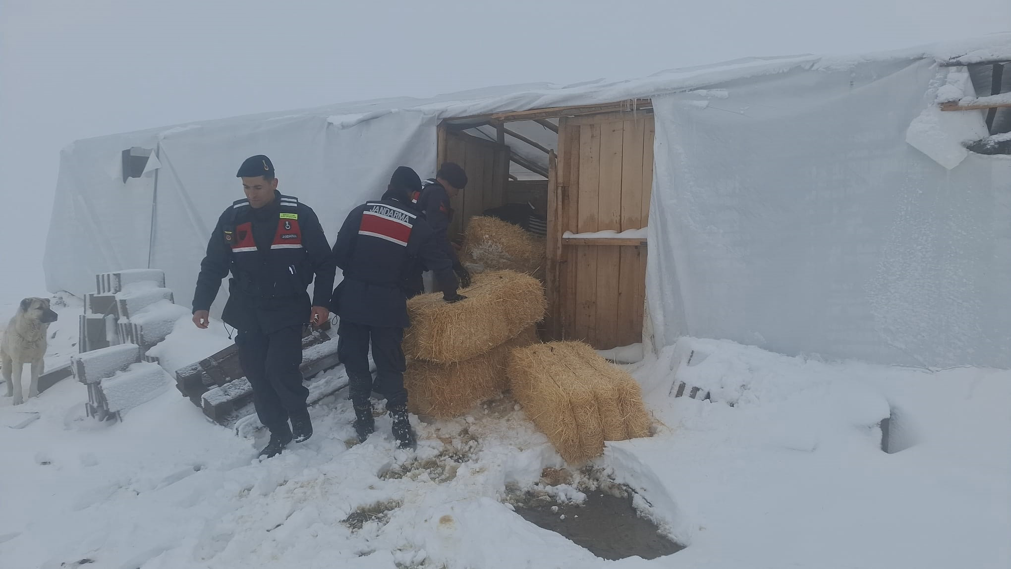 Konya- Jandarmadan karda mahsur kalan hayvanlar için saman balyası - Görsel 3