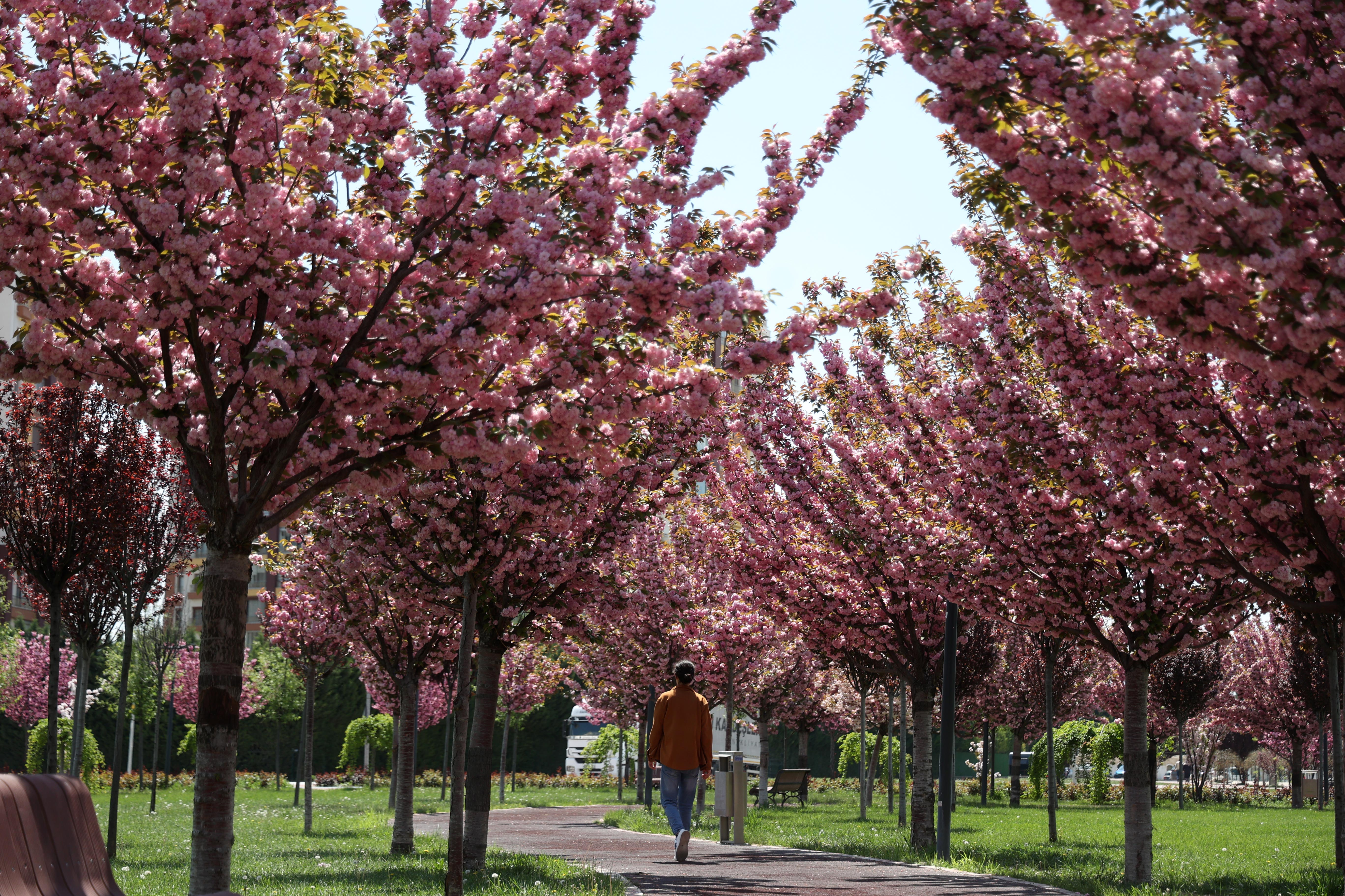 SAKURALAR İÇİN JAPONYA’YA GİTMENİZE GEREK YOK; KONYA’DA SAKURA MEVSİMİ BAŞLADI - Görsel 1