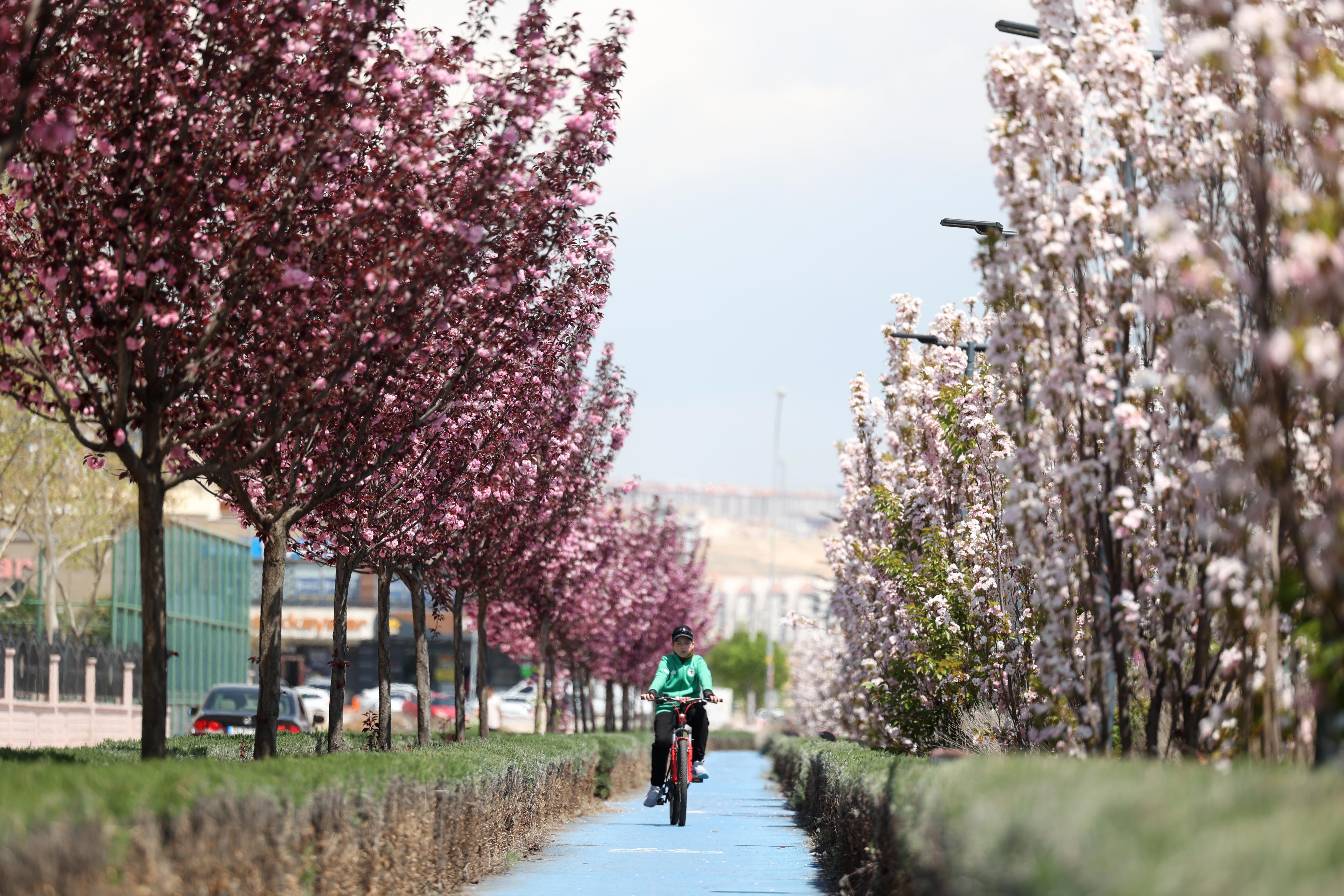 SAKURALAR İÇİN JAPONYA’YA GİTMENİZE GEREK YOK; KONYA’DA SAKURA MEVSİMİ BAŞLADI - Görsel 2