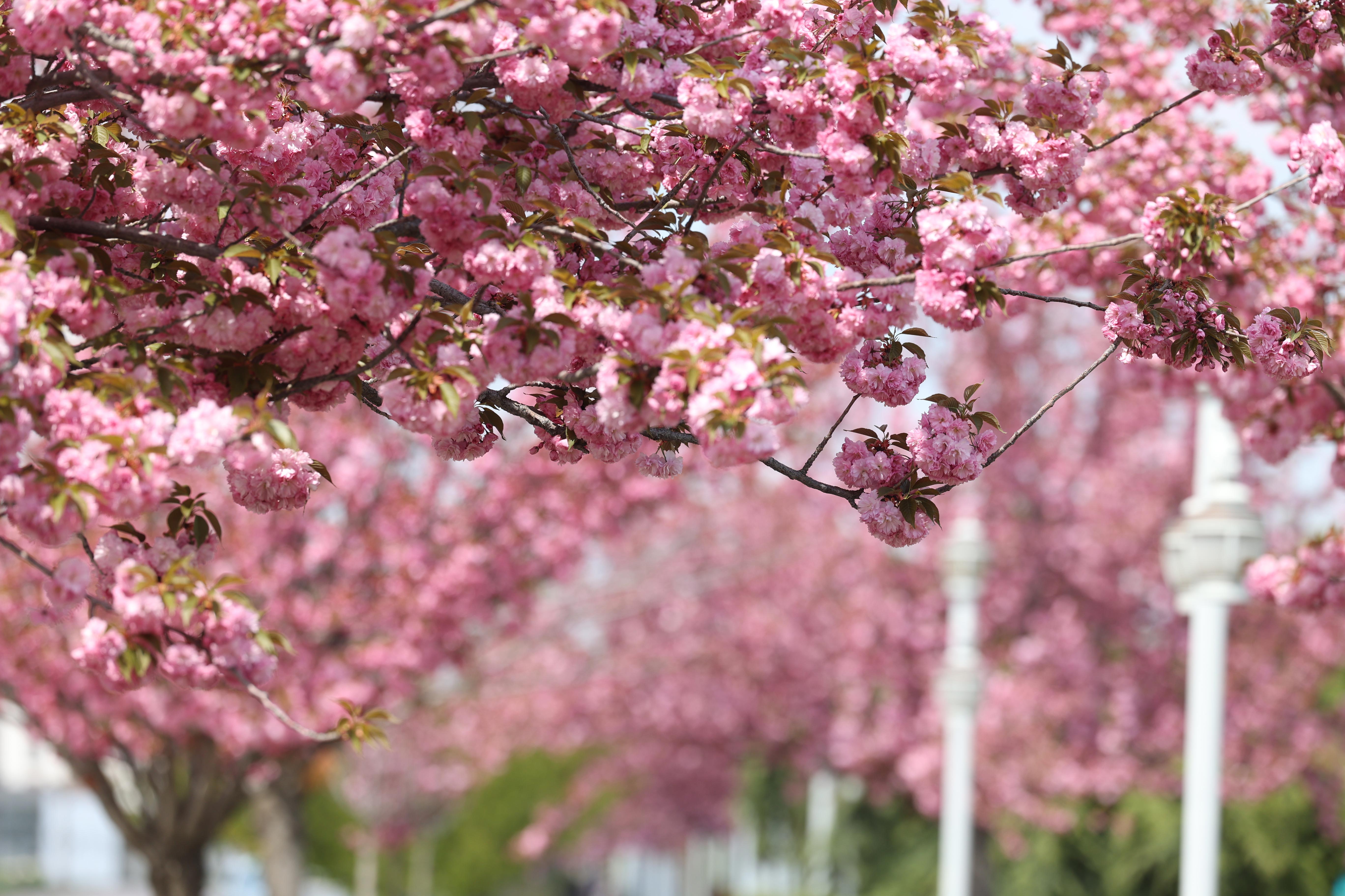 SAKURALAR İÇİN JAPONYA’YA GİTMENİZE GEREK YOK; KONYA’DA SAKURA MEVSİMİ BAŞLADI - Görsel 3