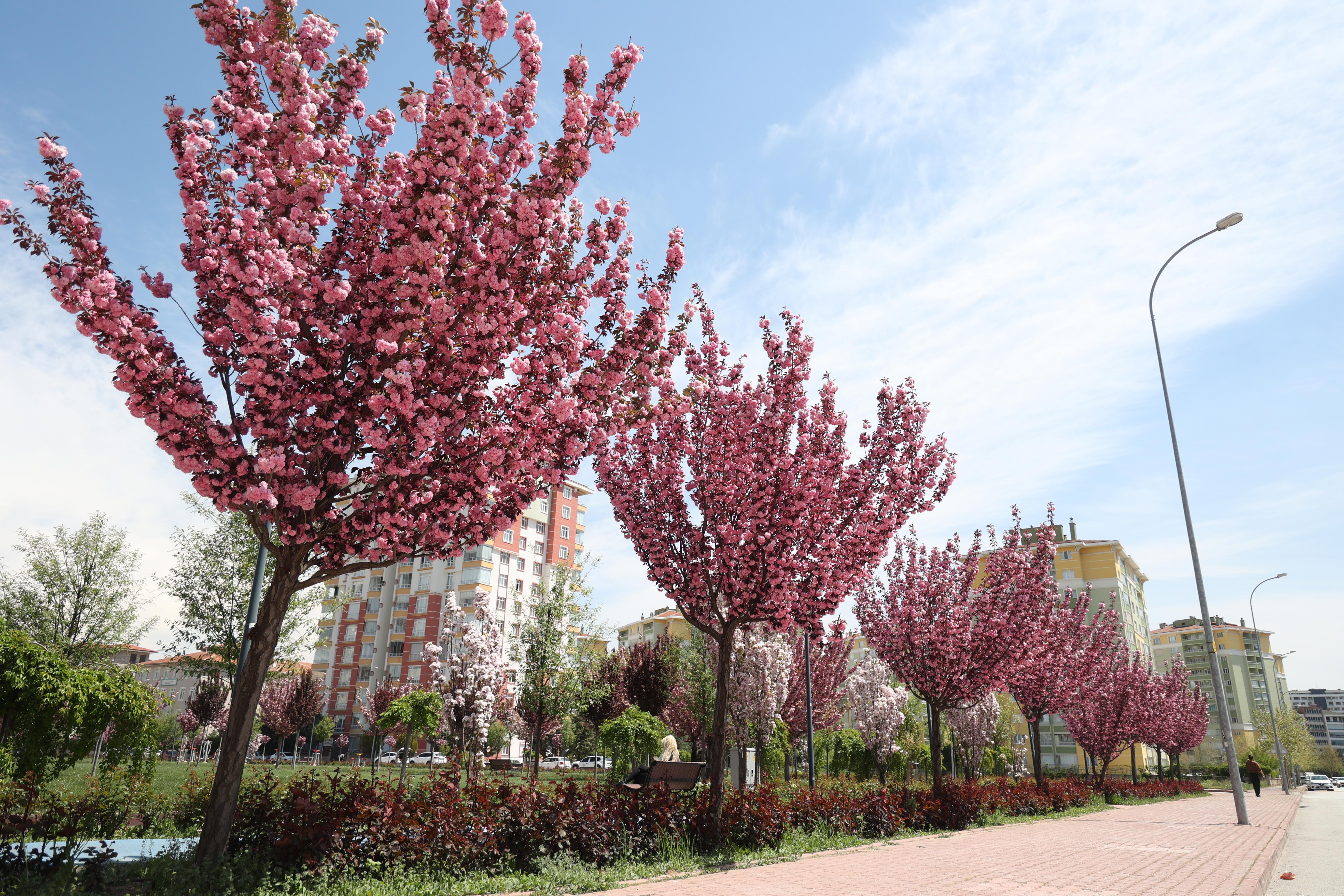 SAKURALAR İÇİN JAPONYA’YA GİTMENİZE GEREK YOK; KONYA’DA SAKURA MEVSİMİ BAŞLADI - Görsel 4