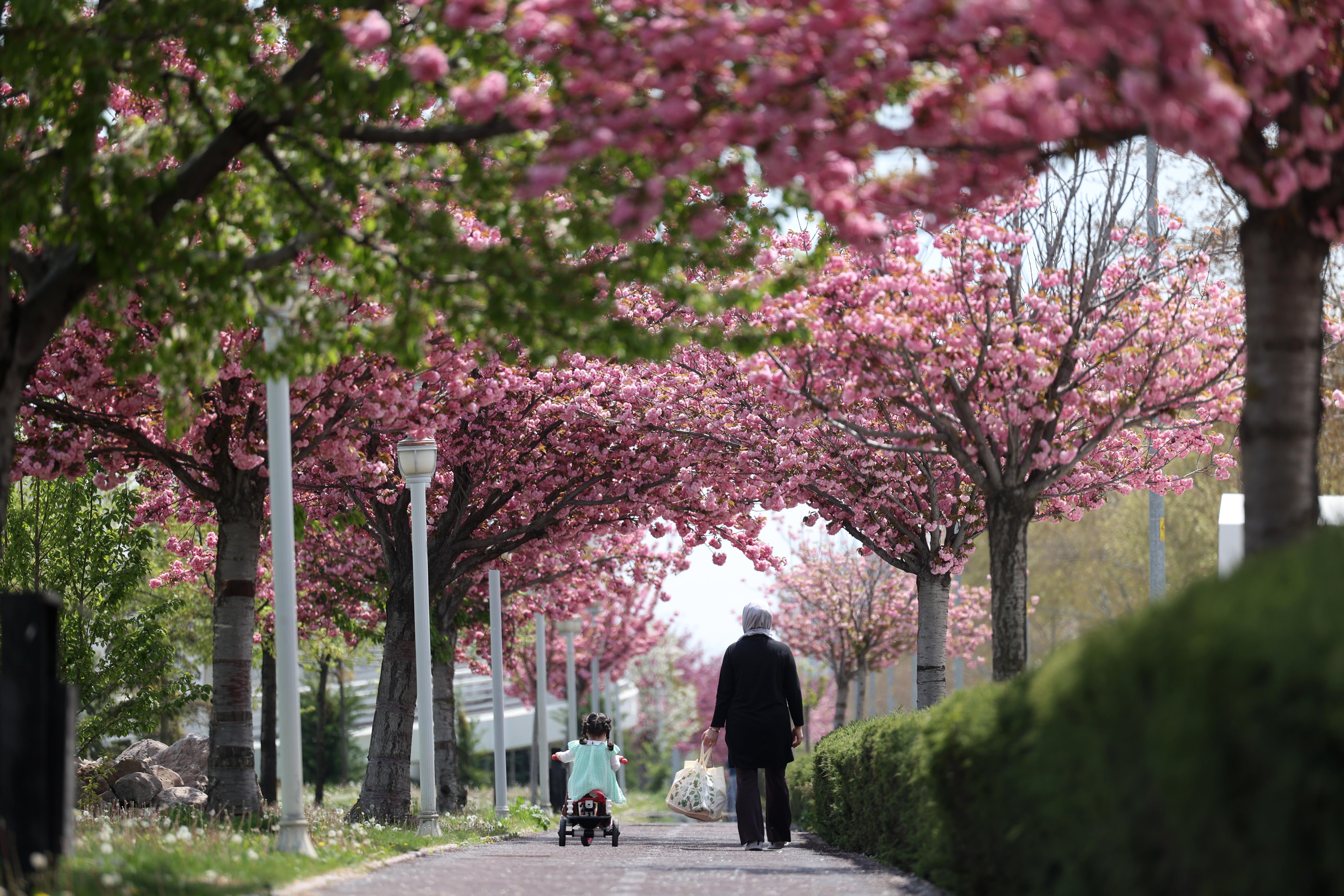 SAKURALAR İÇİN JAPONYA’YA GİTMENİZE GEREK YOK; KONYA’DA SAKURA MEVSİMİ BAŞLADI - Görsel 5