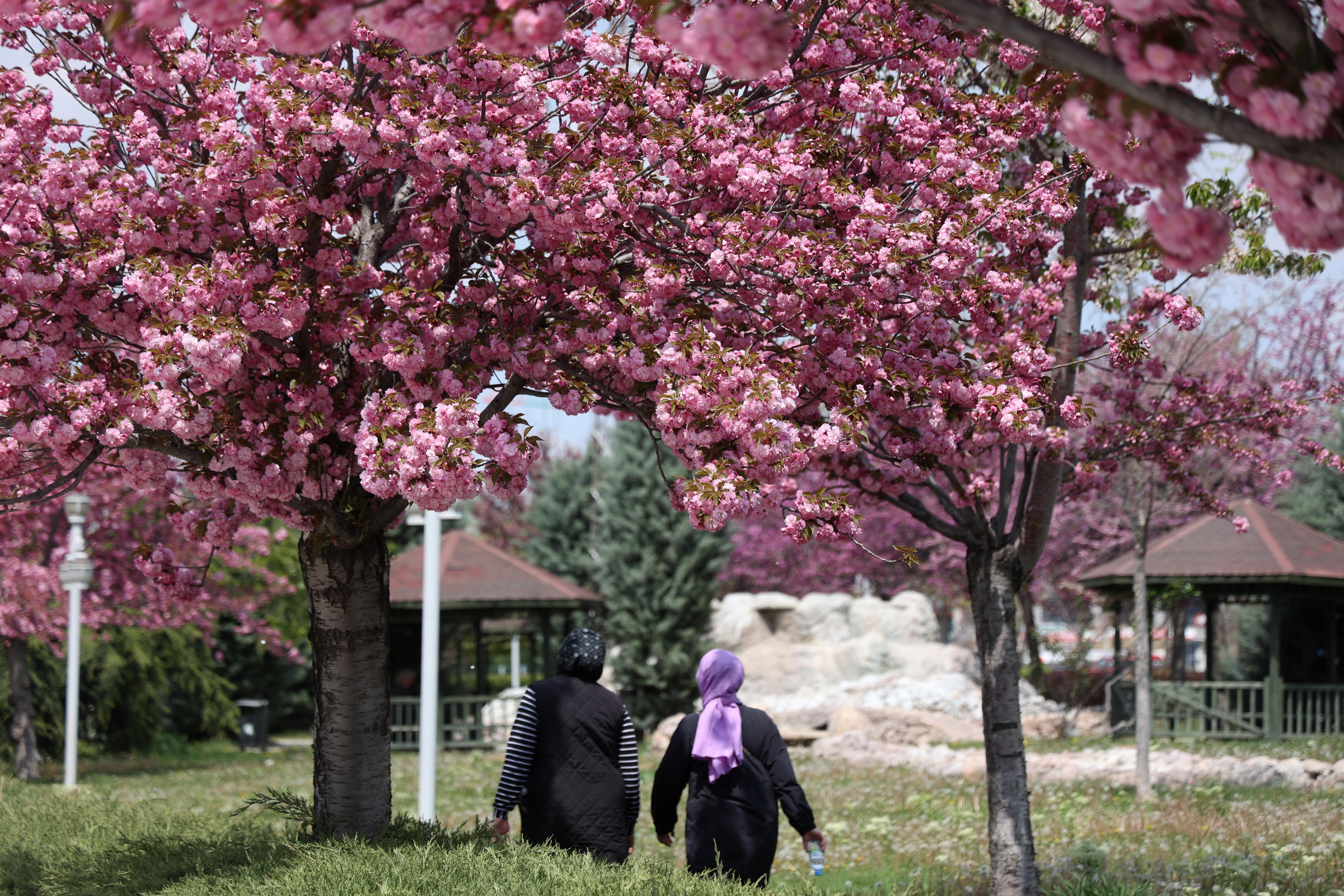 SAKURALAR İÇİN JAPONYA’YA GİTMENİZE GEREK YOK; KONYA’DA SAKURA MEVSİMİ BAŞLADI - Görsel 6