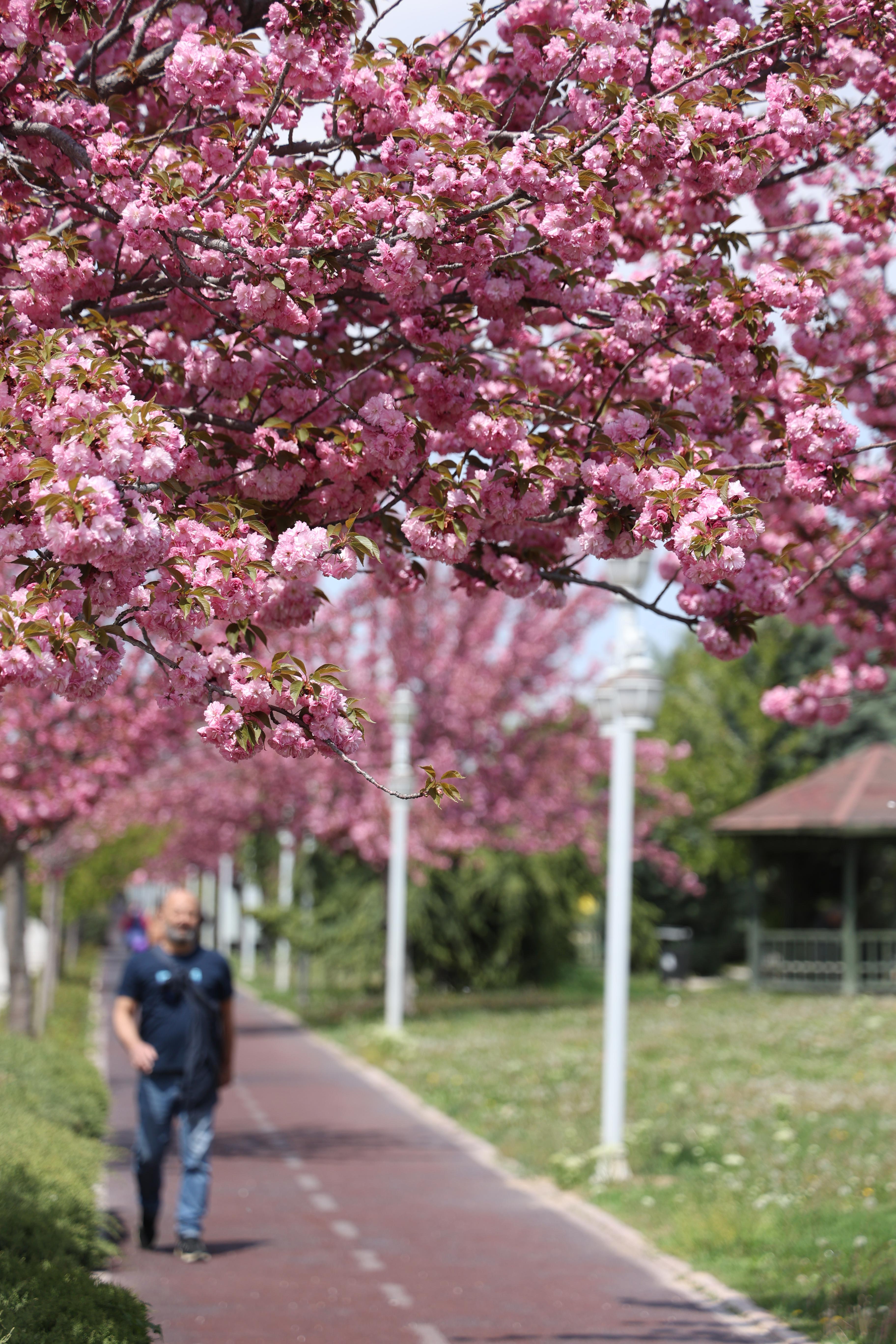 SAKURALAR İÇİN JAPONYA’YA GİTMENİZE GEREK YOK; KONYA’DA SAKURA MEVSİMİ BAŞLADI - Görsel 7