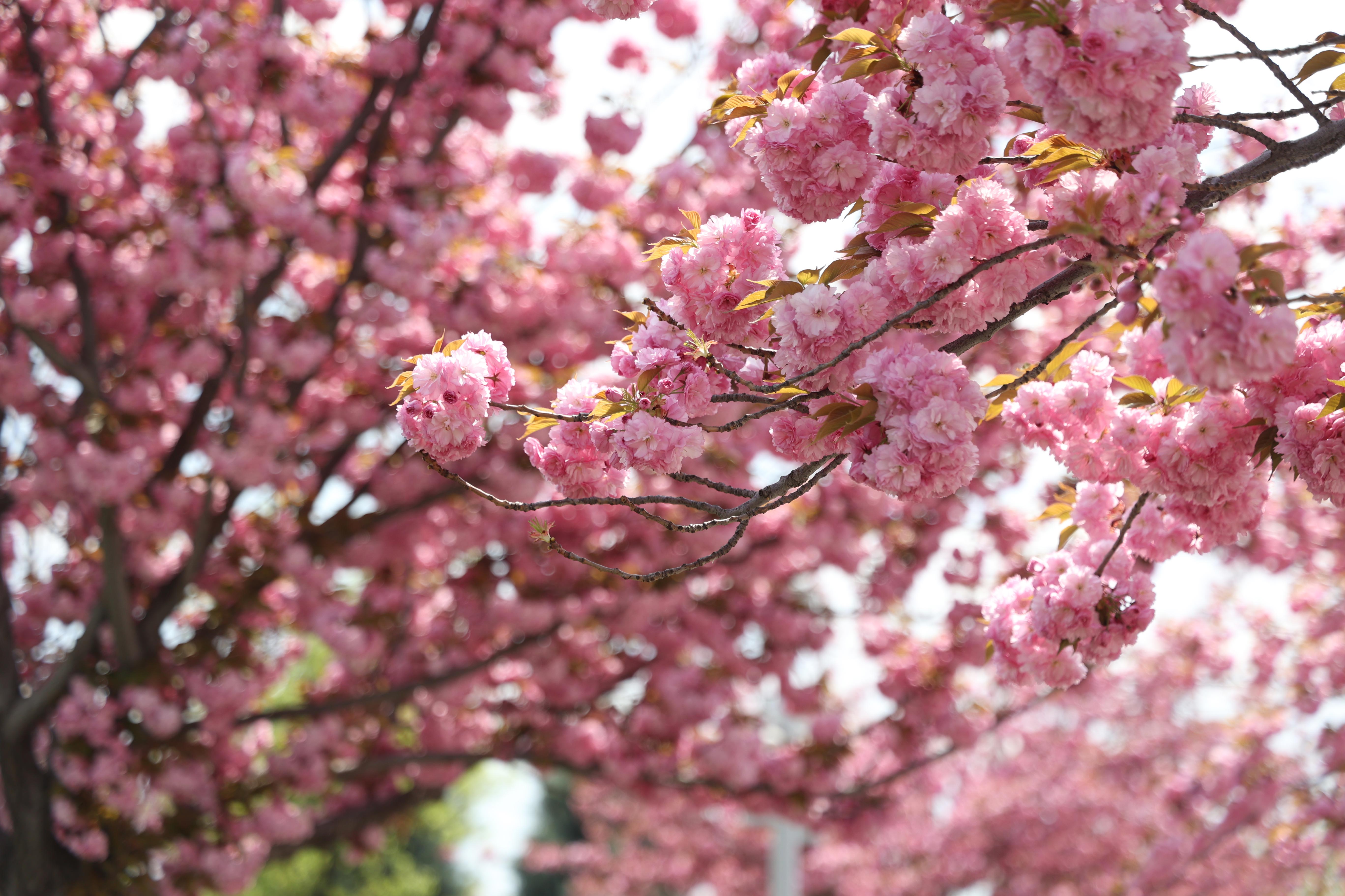 SAKURALAR İÇİN JAPONYA’YA GİTMENİZE GEREK YOK; KONYA’DA SAKURA MEVSİMİ BAŞLADI - Görsel 8