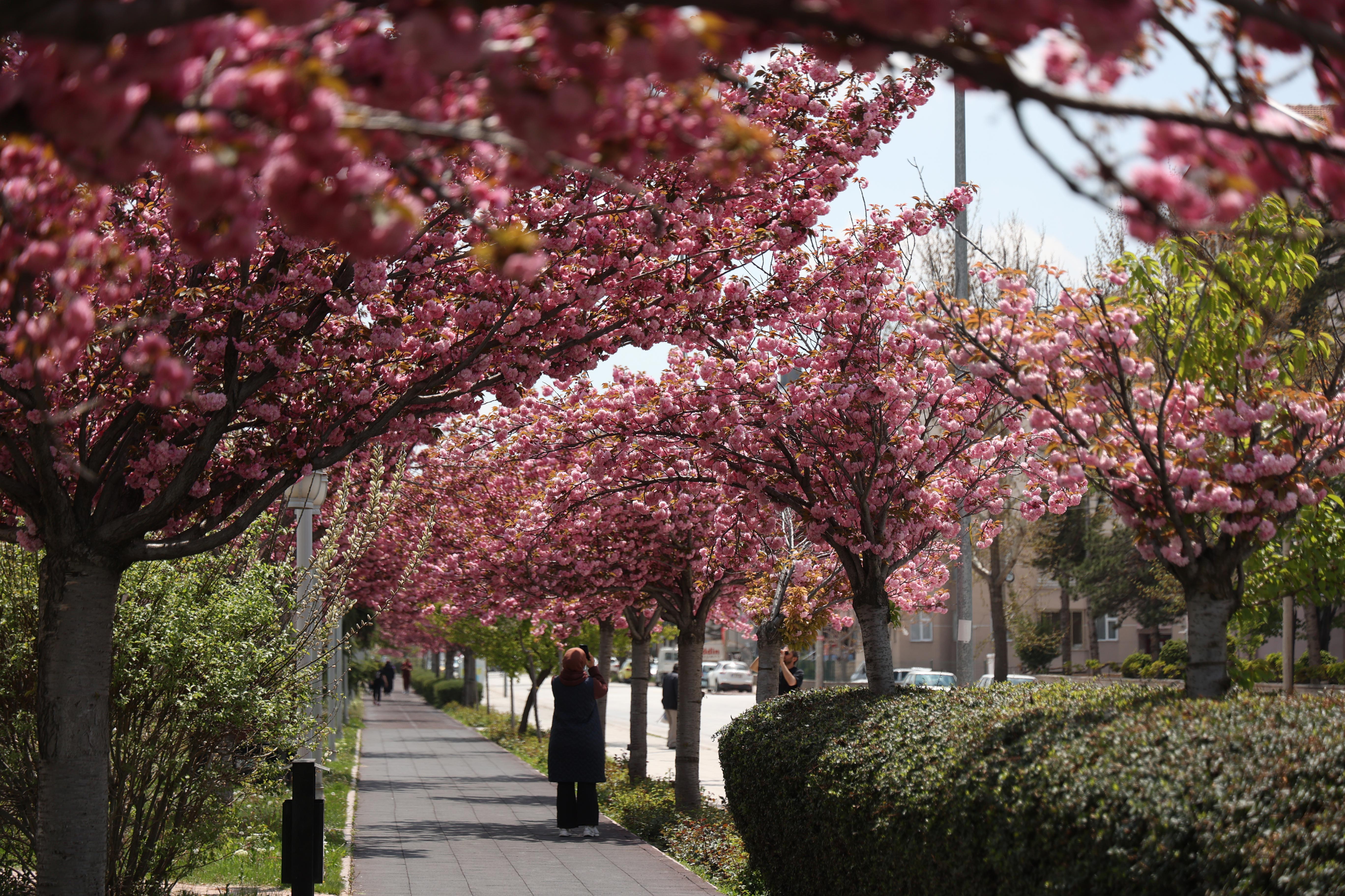 SAKURALAR İÇİN JAPONYA’YA GİTMENİZE GEREK YOK; KONYA’DA SAKURA MEVSİMİ BAŞLADI - Görsel 9