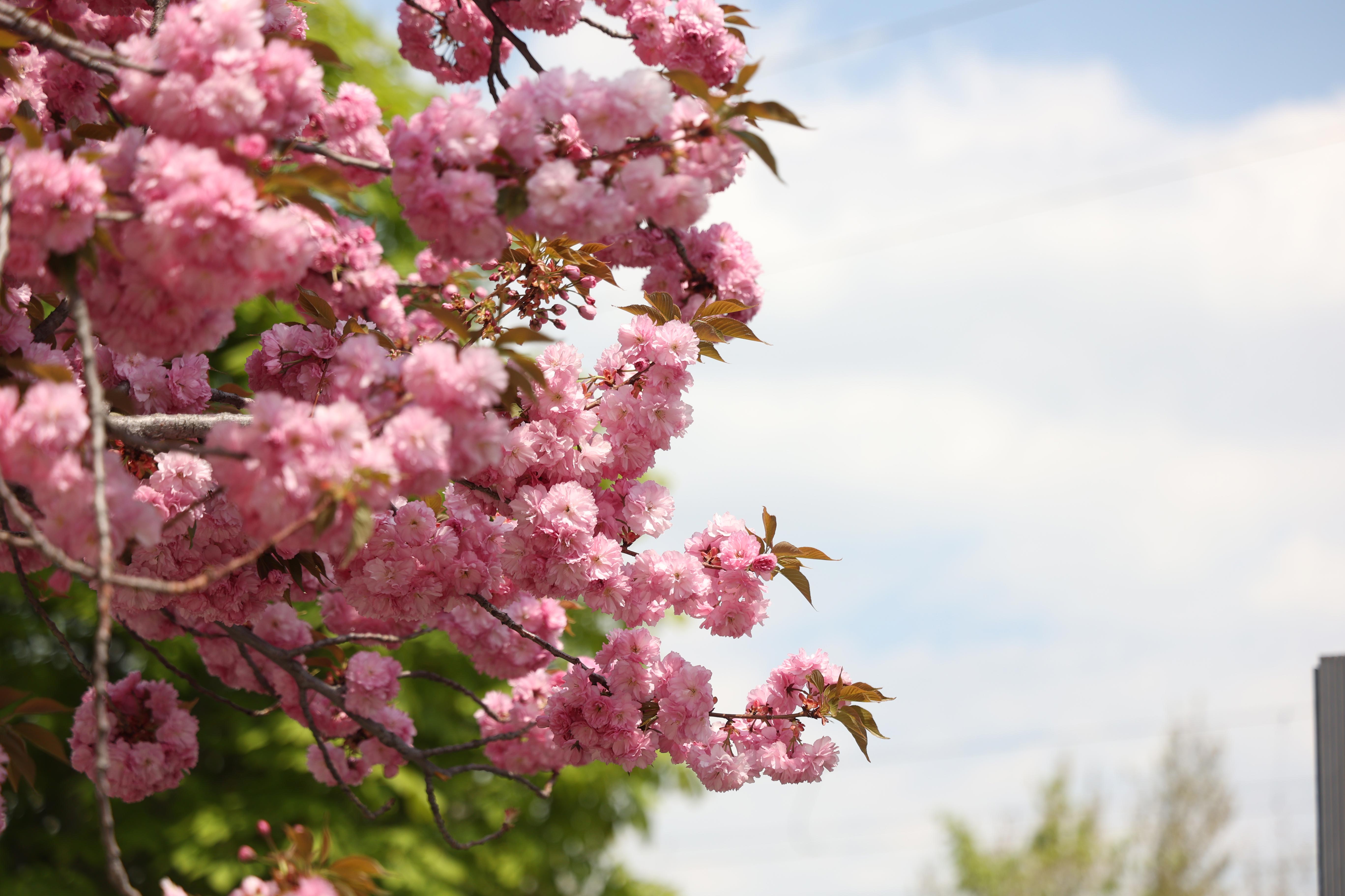 SAKURALAR İÇİN JAPONYA’YA GİTMENİZE GEREK YOK; KONYA’DA SAKURA MEVSİMİ BAŞLADI - Görsel 10