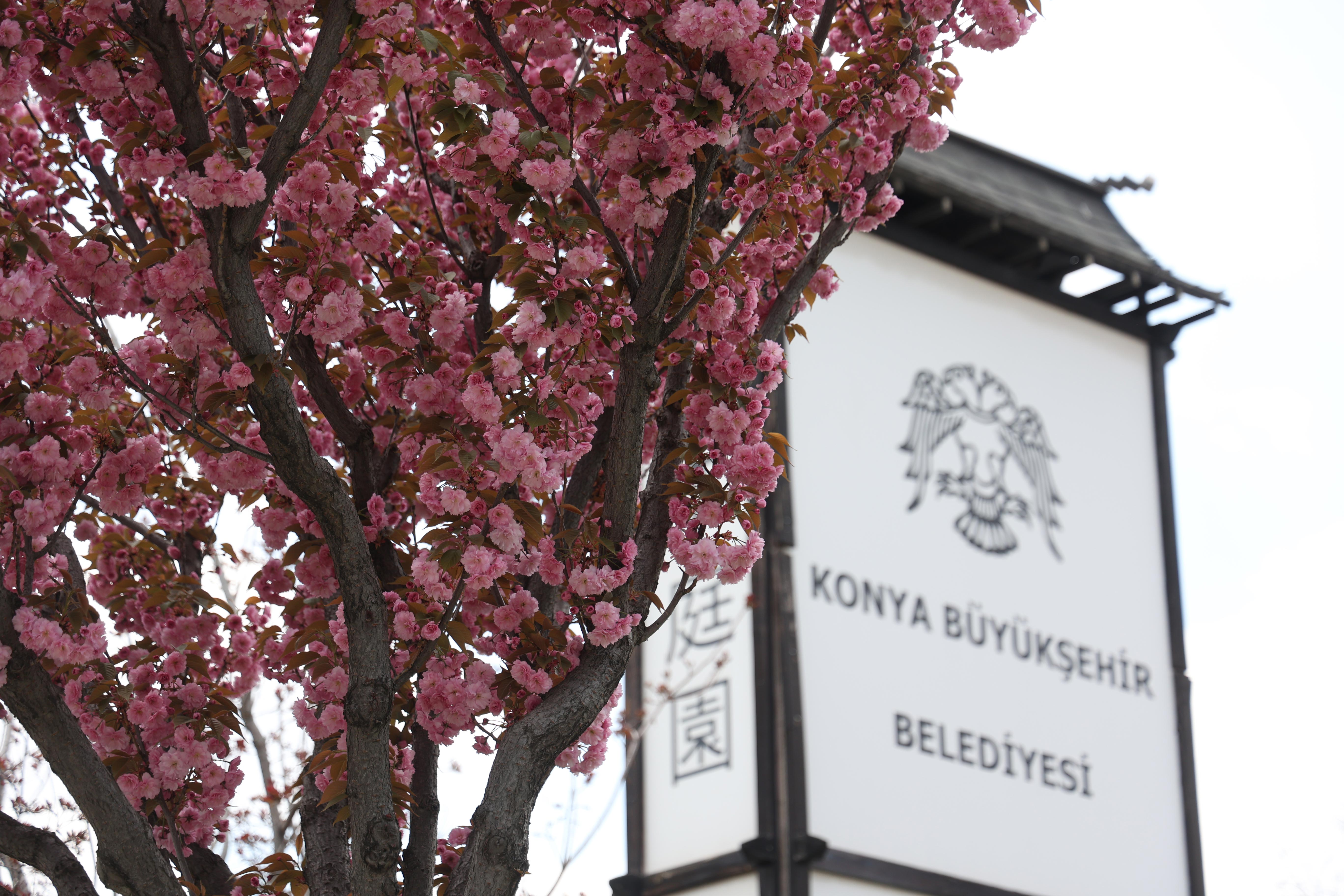 SAKURALAR İÇİN JAPONYA’YA GİTMENİZE GEREK YOK; KONYA’DA SAKURA MEVSİMİ BAŞLADI - Görsel 11