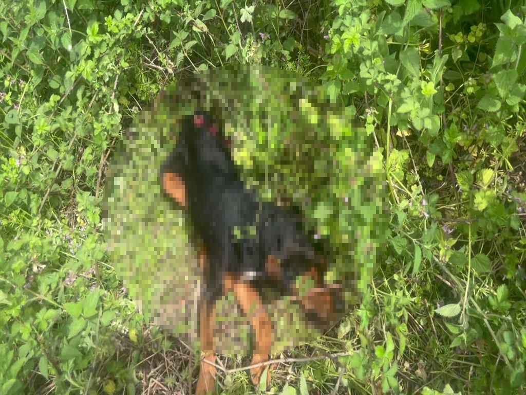 Köpeği demir çubukla öldüren şüpheli tutuklandı - Görsel 7