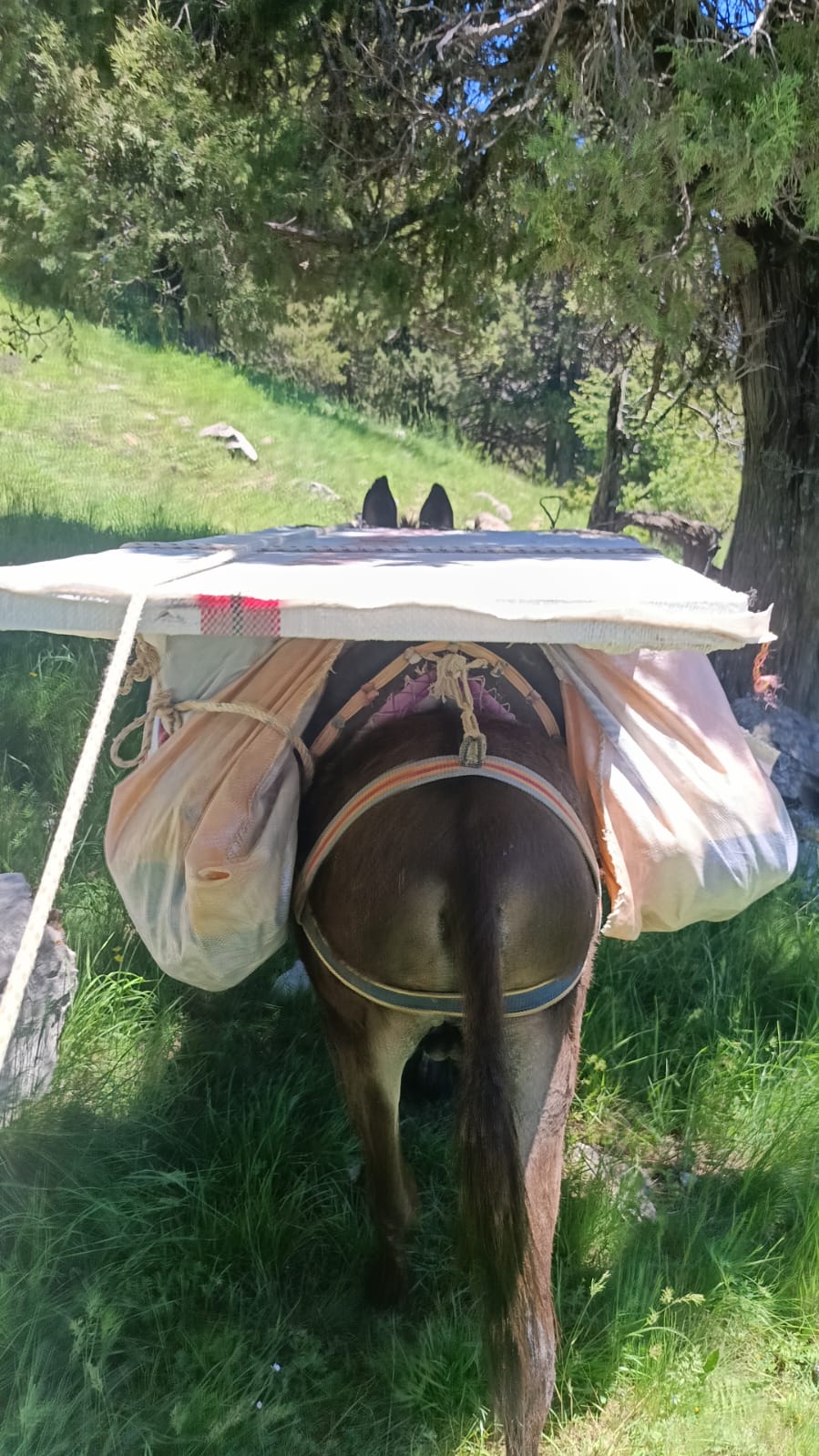 Antalya'da Sıcaklar Başladı, Yörükler Toroslar ve Küpe Yaylası'na Doğru Yola Çıktı - Görsel 1