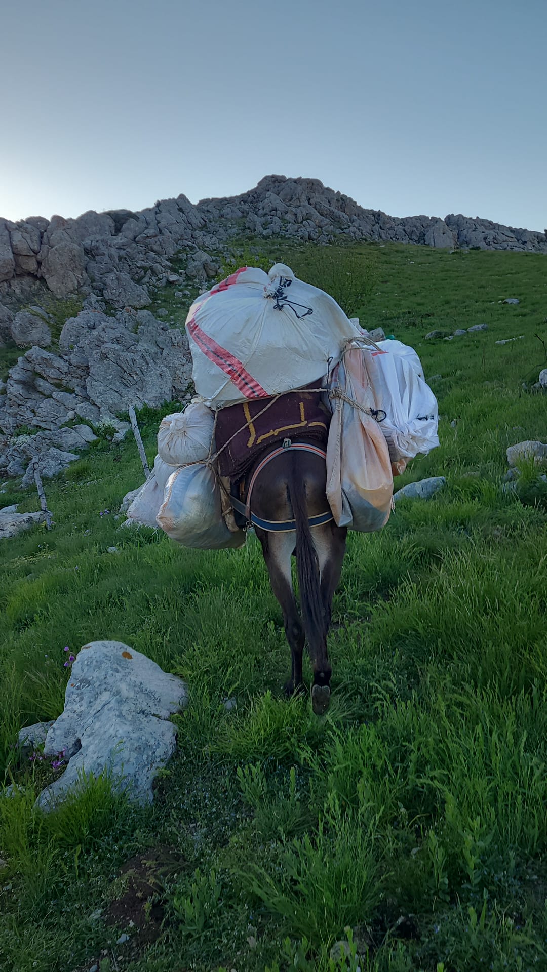 Antalya'da Sıcaklar Başladı, Yörükler Toroslar ve Küpe Yaylası'na Doğru Yola Çıktı - Görsel 9