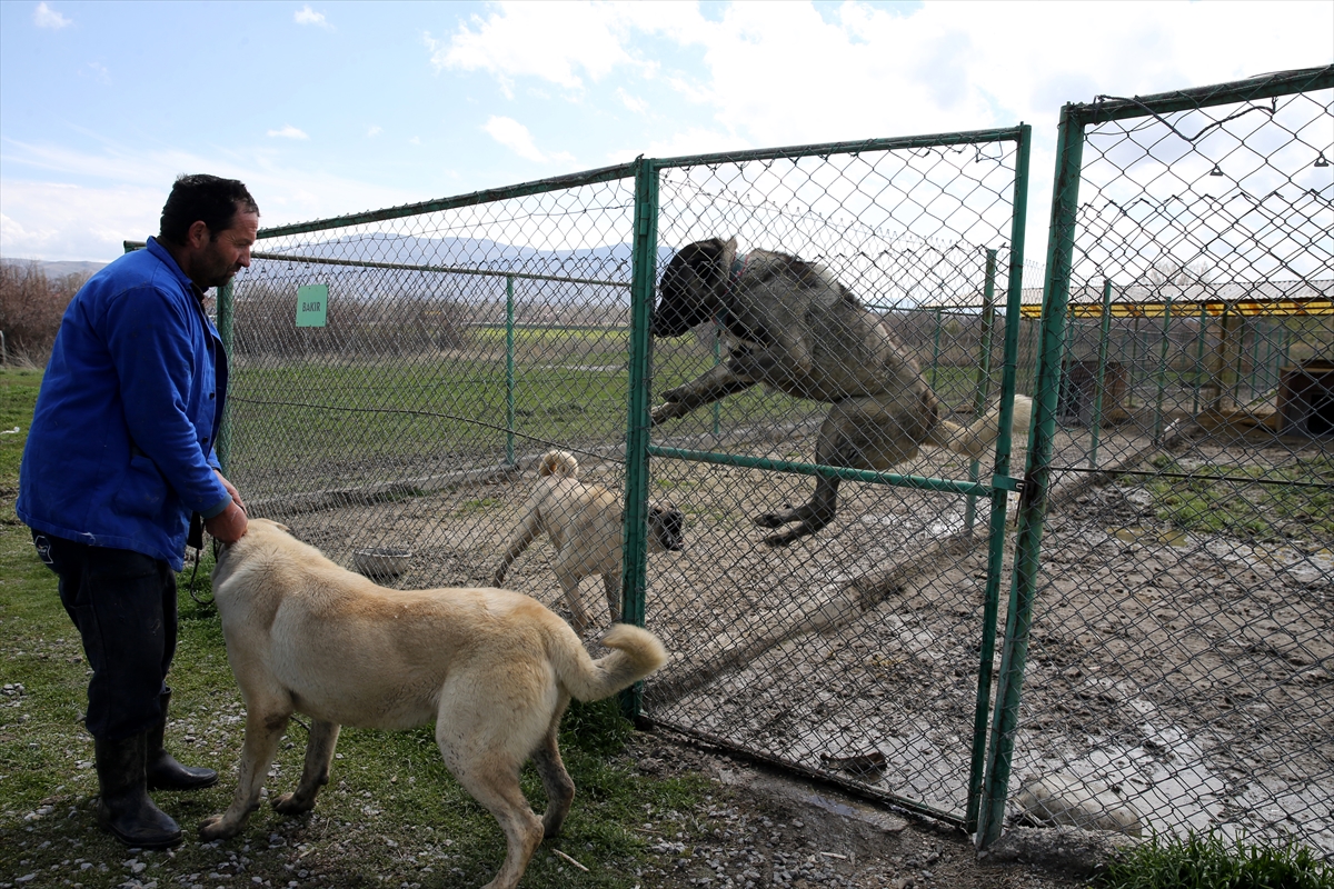 Safkan Kangal köpeği satın almak için en az 1 yıl bekliyorlar